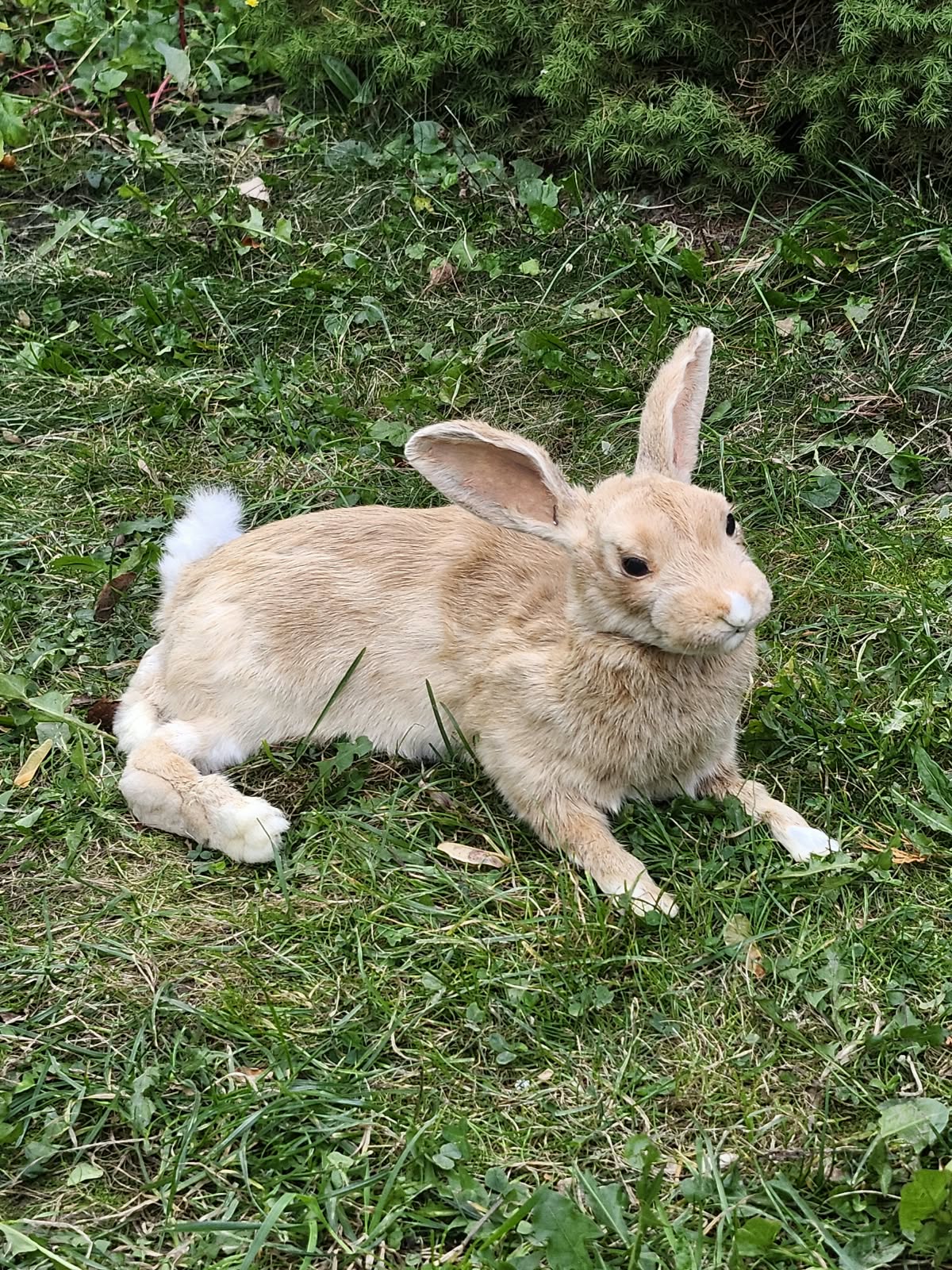 Fully Posable soft mount rabbit taxidermy