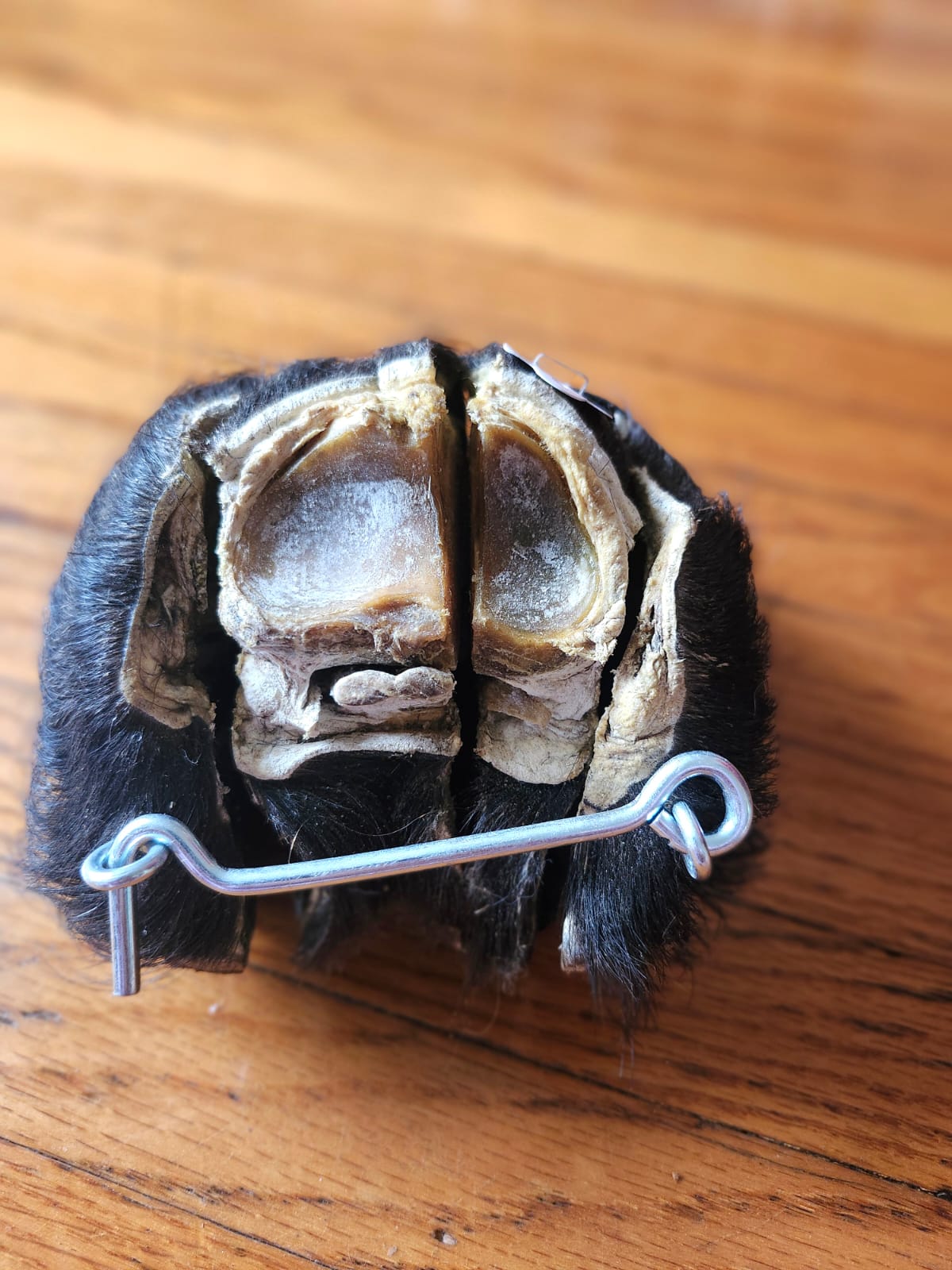 Educational horse hoof taxidermy