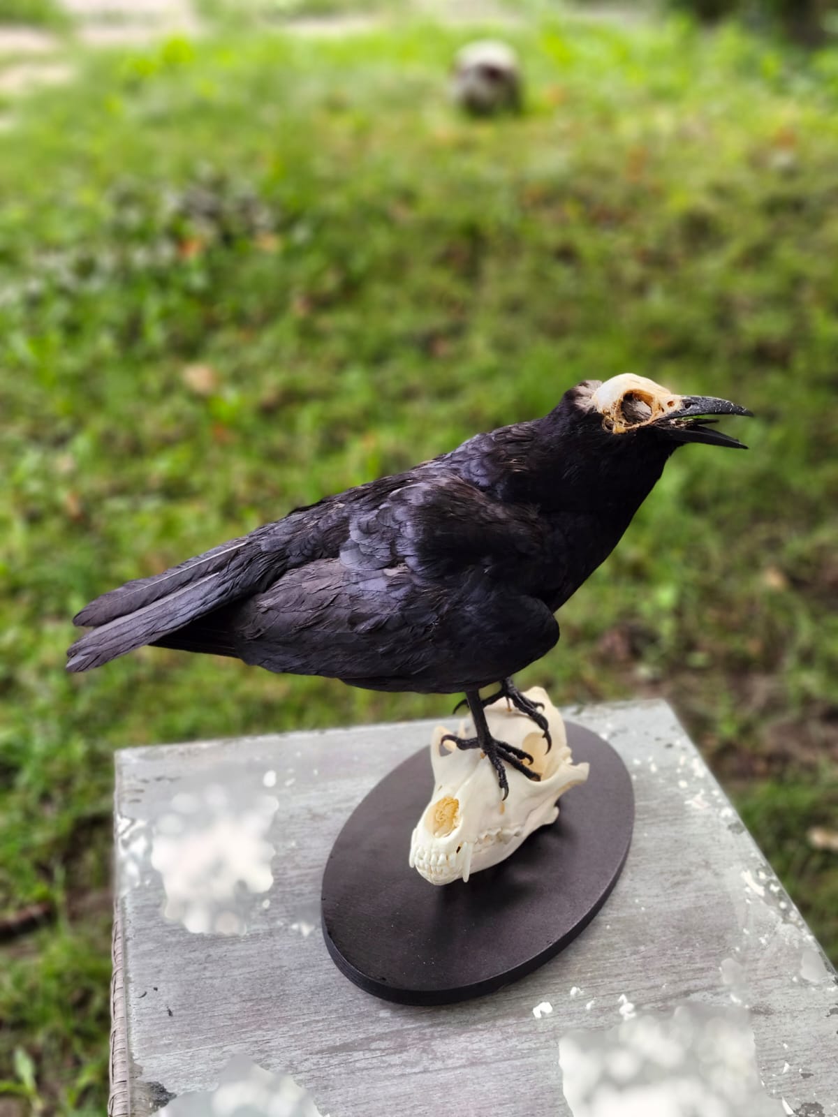 Carrion Crow taxidermy with skull exposed standing on a coyote skull