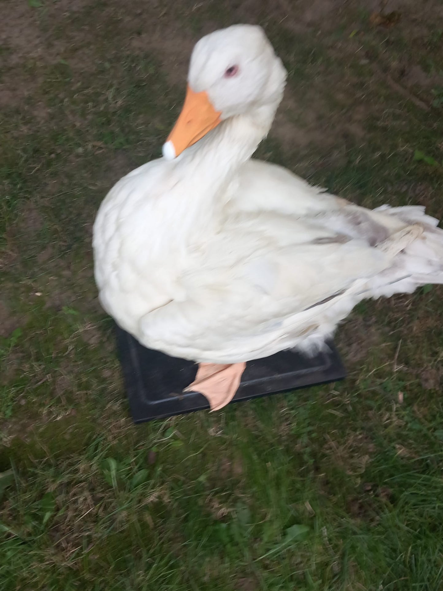 White goose taxidermy
