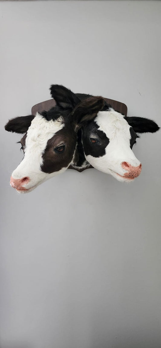Two headed black and white shoulder mount calf taxidermy