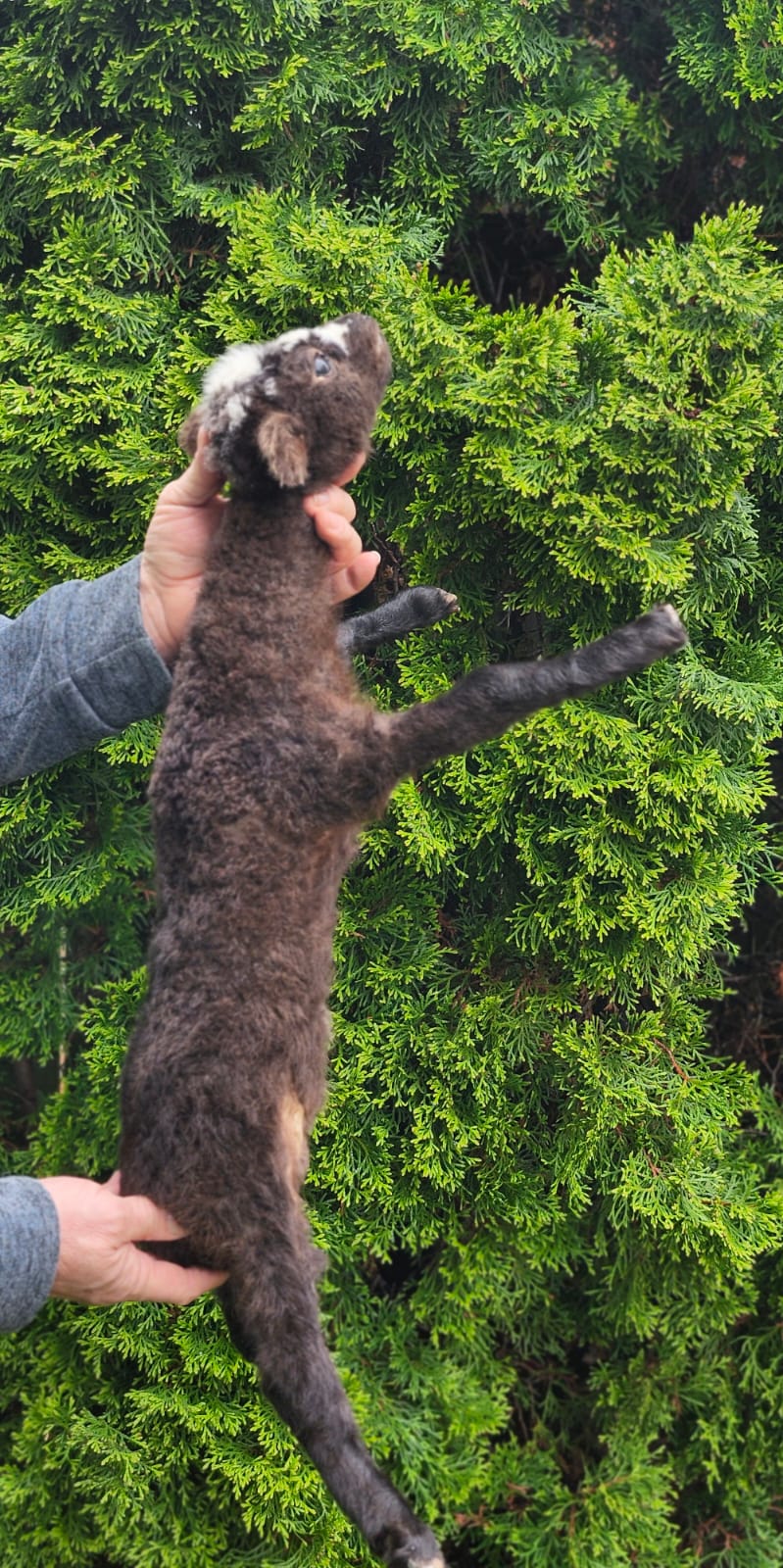 Floppy soft mount baby lamb taxidermy,  goat, sheep