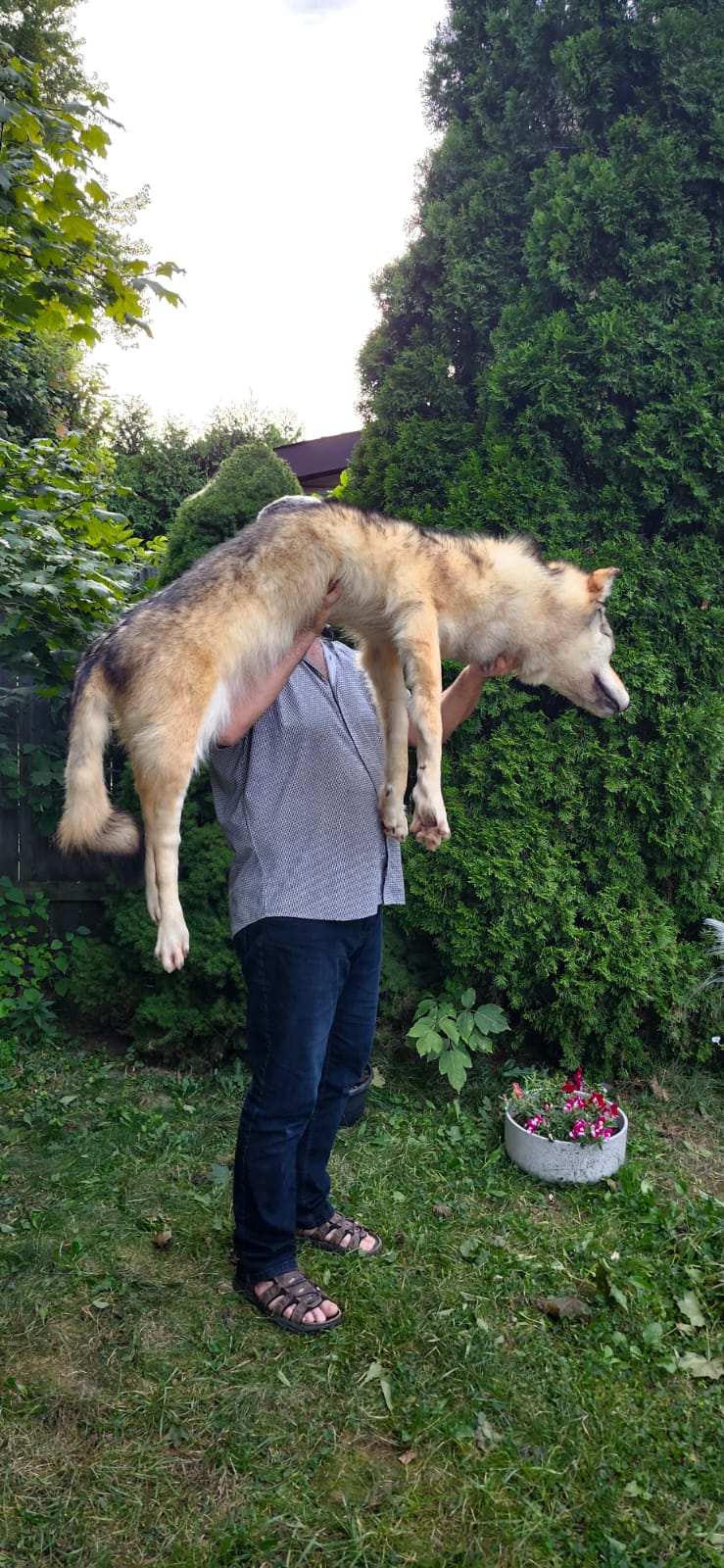 Floppy soft mount wolf taxidermy