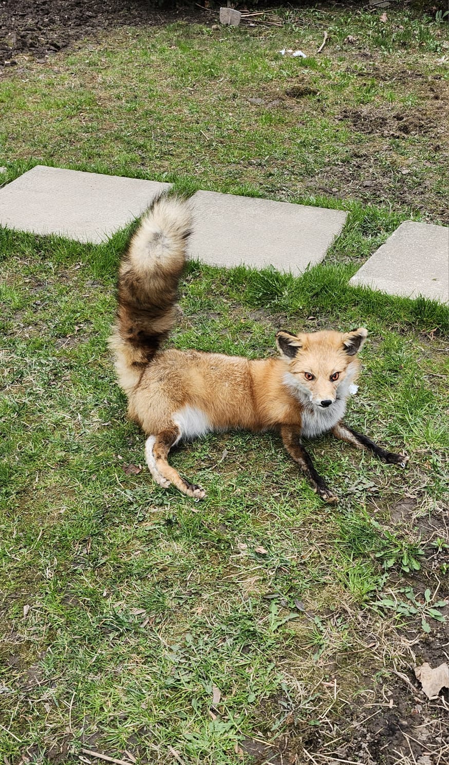 Posable soft mount fox taxidermy