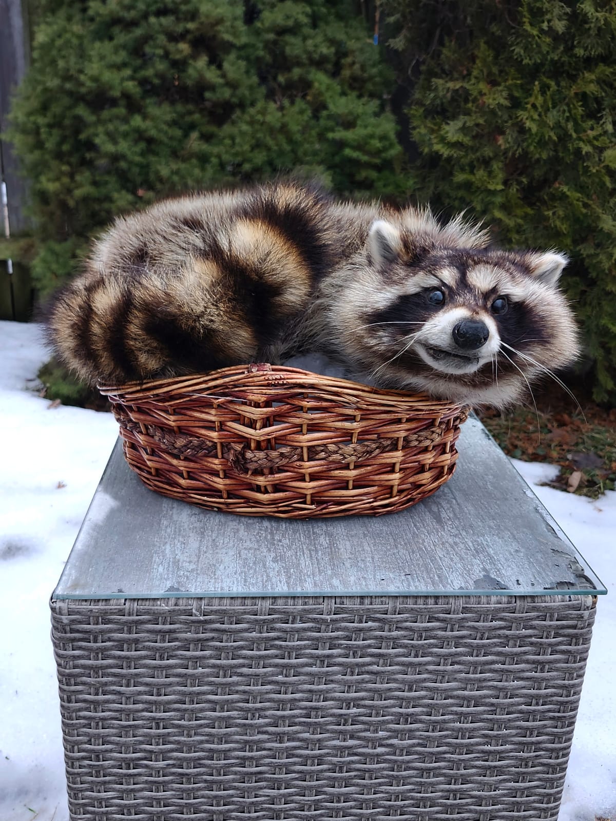 Raccoon taxidermy sitting in a basket
