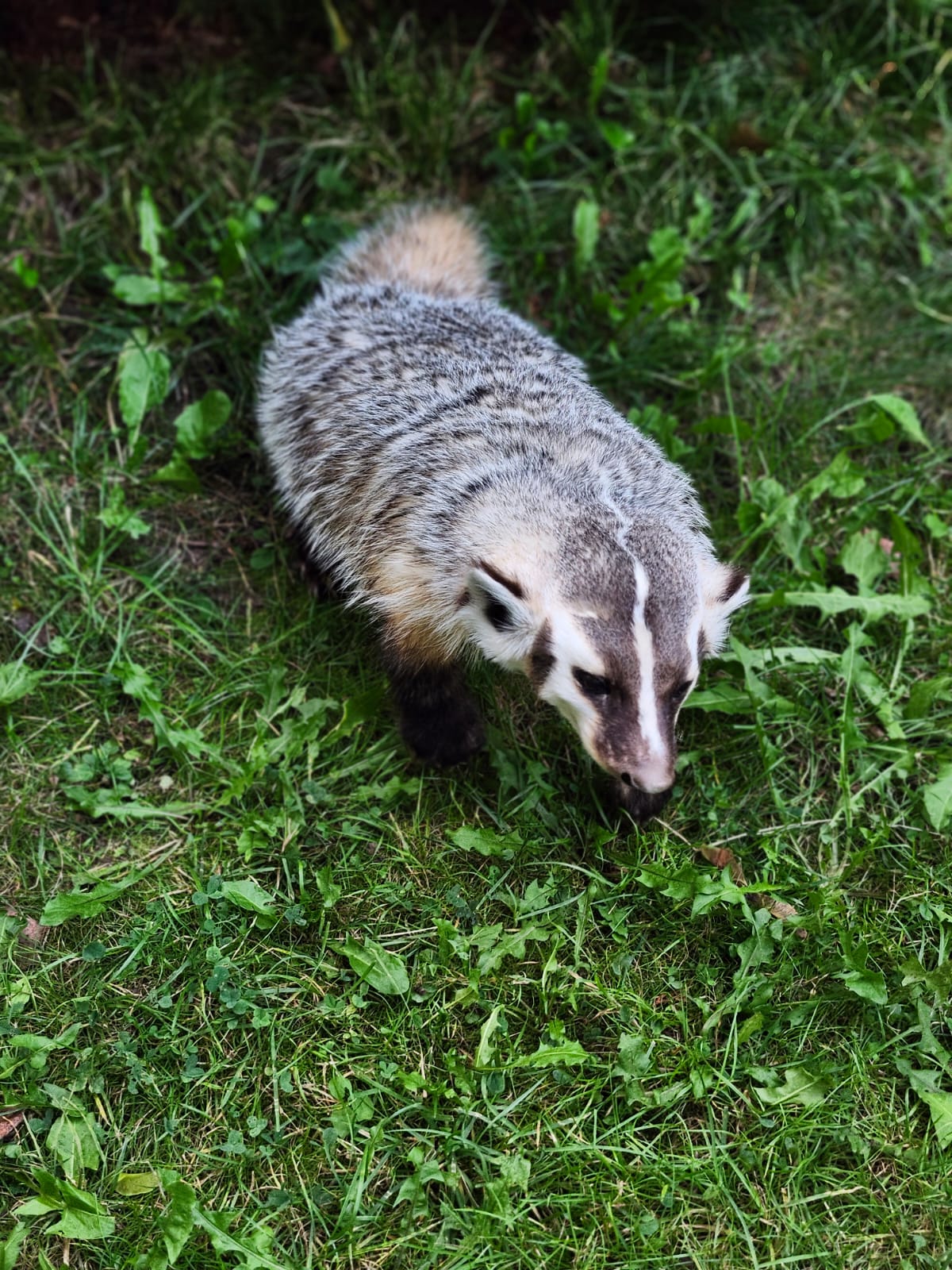 Fully Posable soft mount badger taxidermy