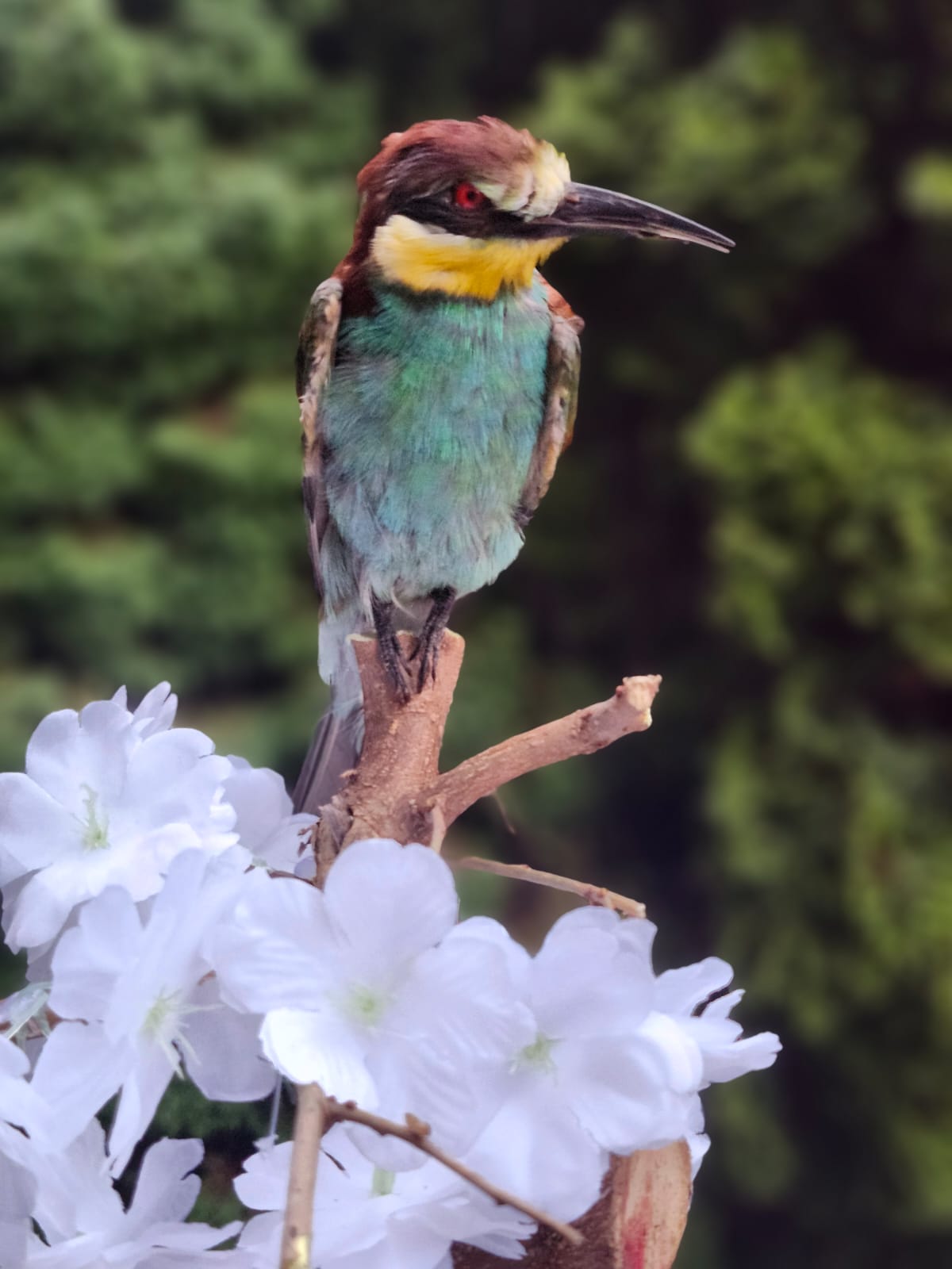 Bee-eater taxidermy