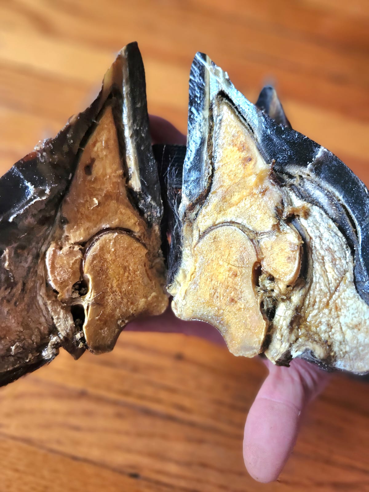 Educational horse hoof taxidermy