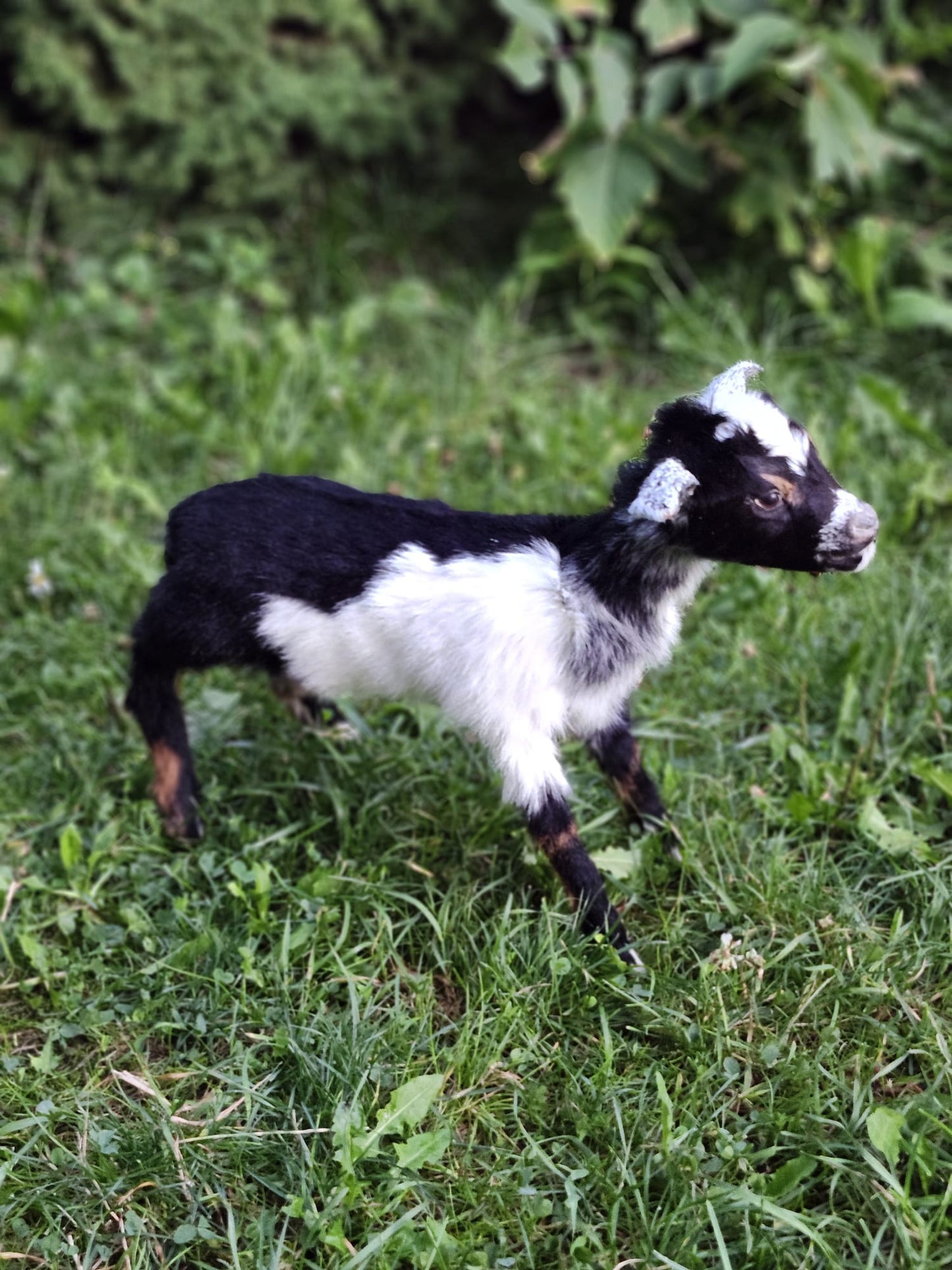 Fully posable soft mount baby goat taxidermy