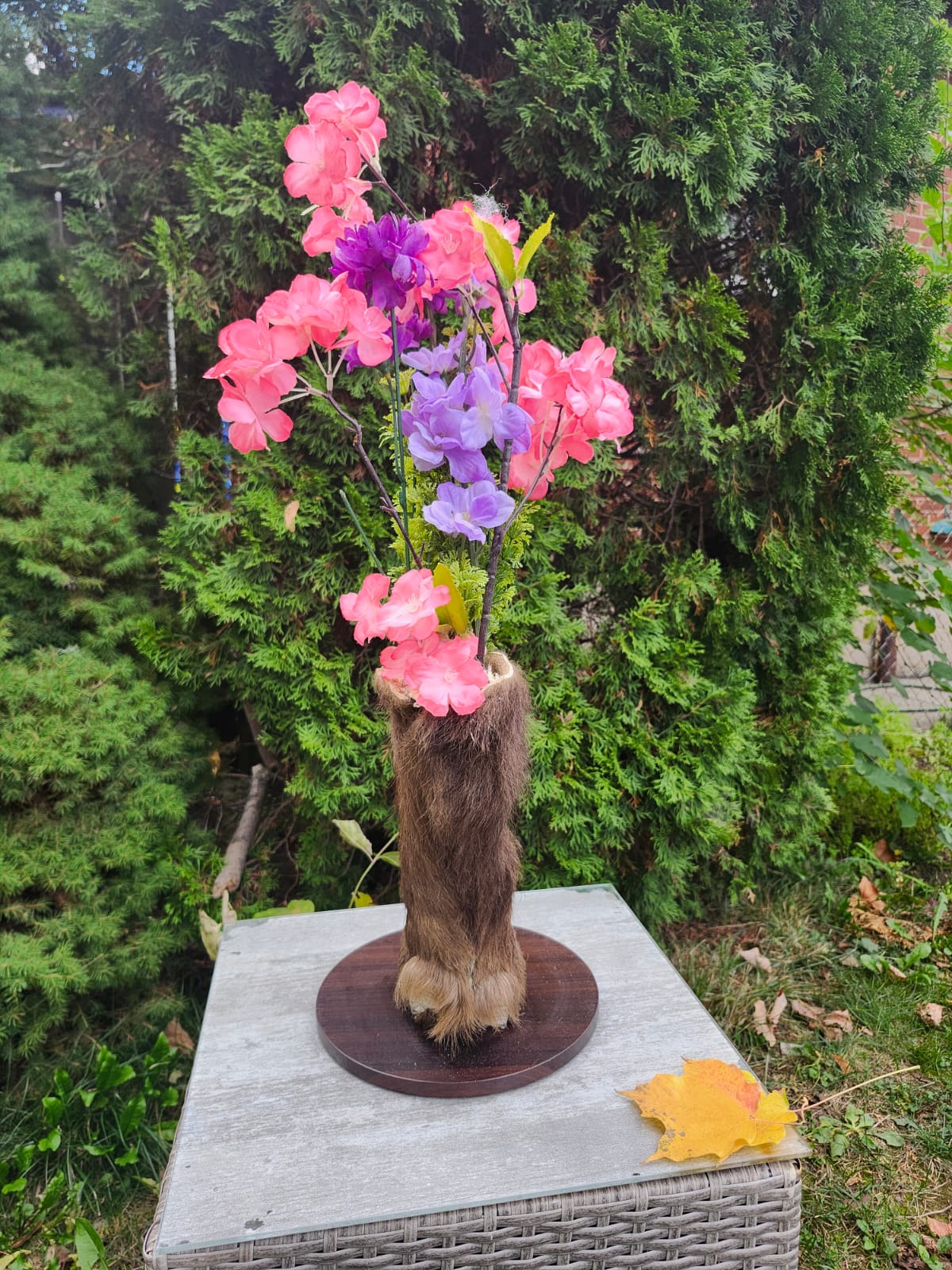 Bison / buffalo hoof taxidermy