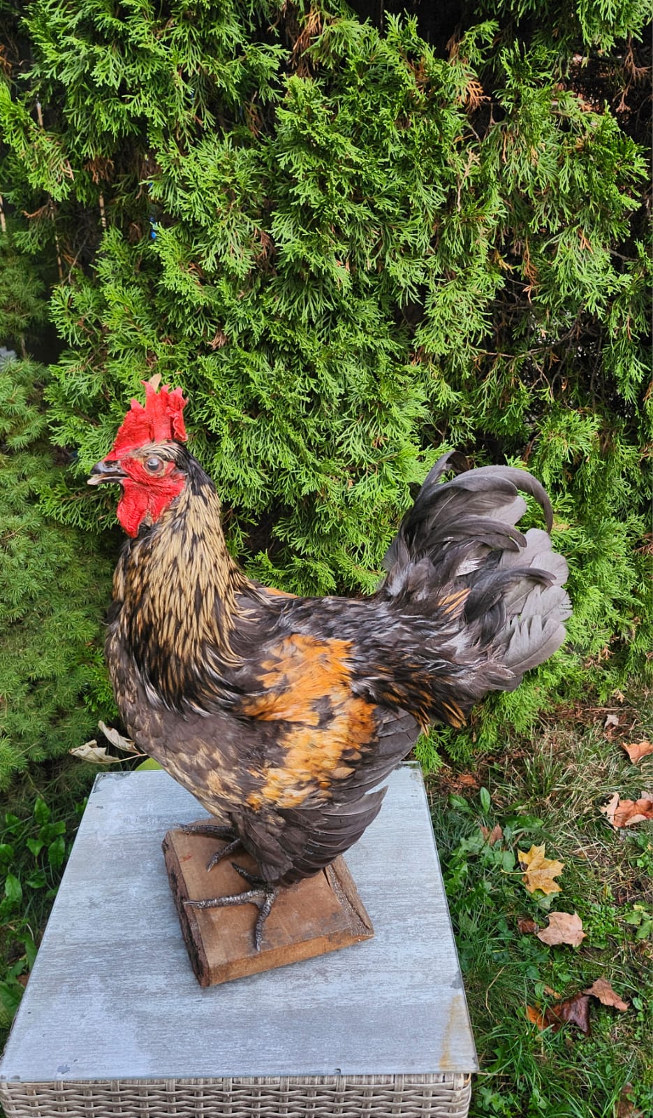 Standing colorful rooster taxidermy, chicken taxidermy