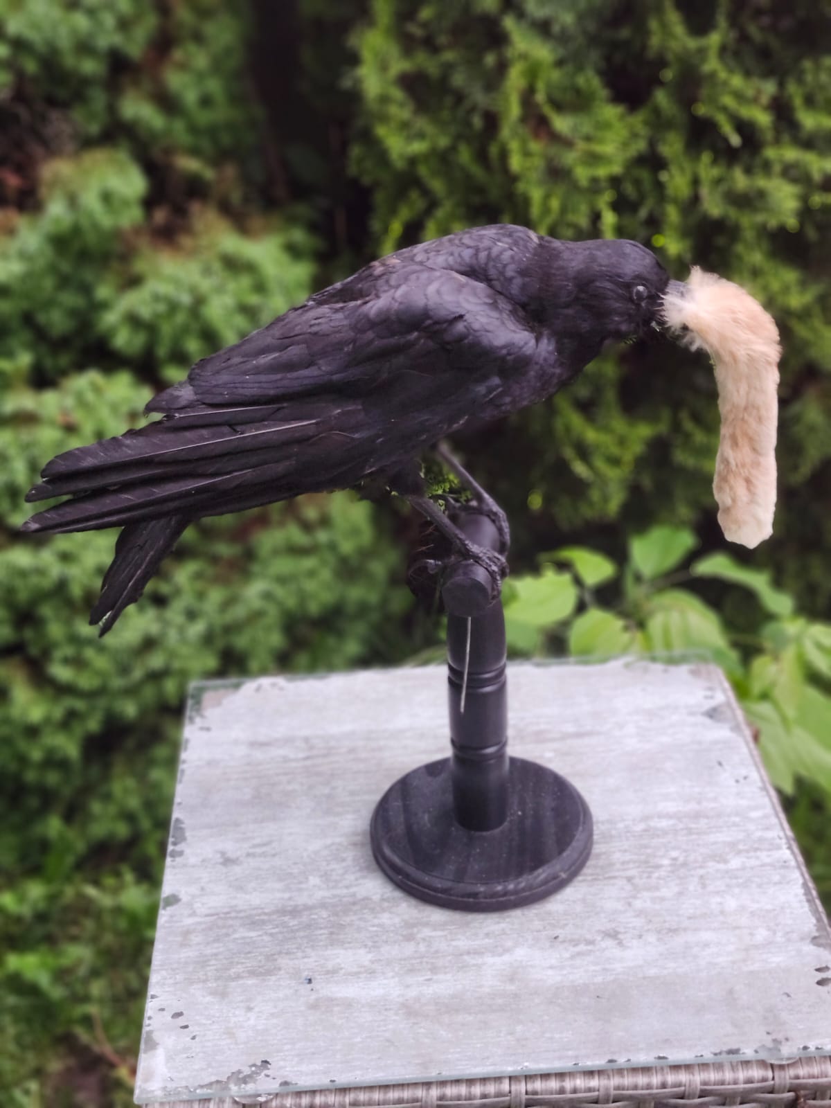 Standing carrion crow taxidermy hunted a rabbit foot