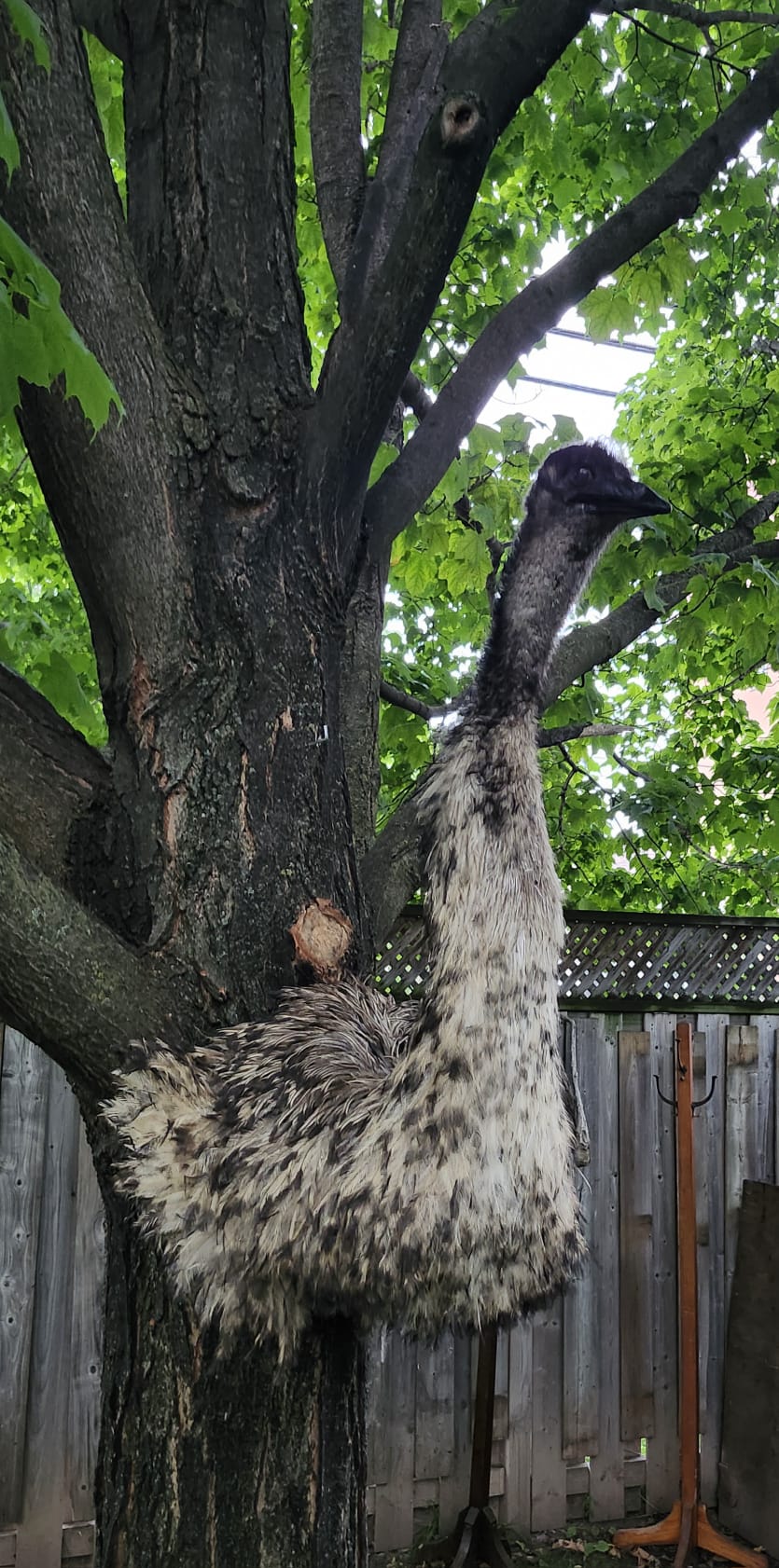Shoulder mount, half body emu taxidermy, large bird taxidermy