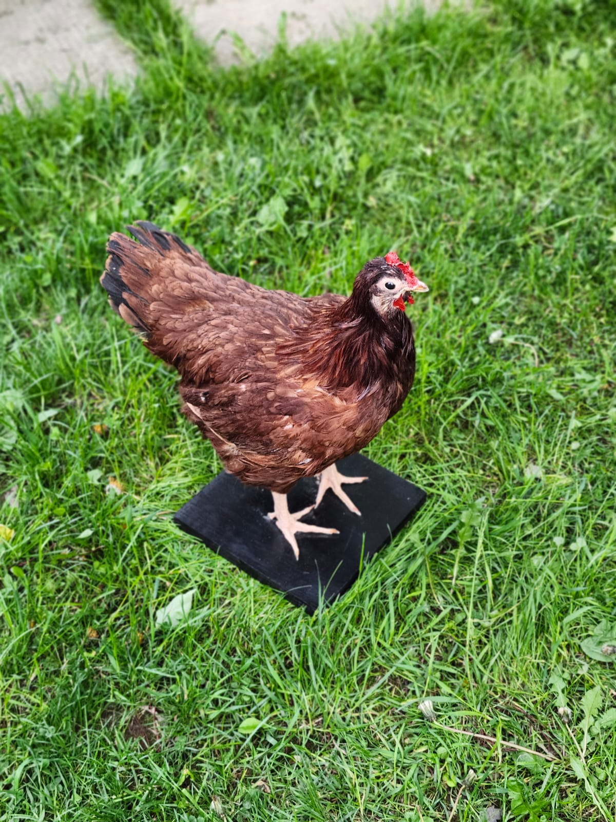 Dark brown rooster taxidermy, chicken taxidermy