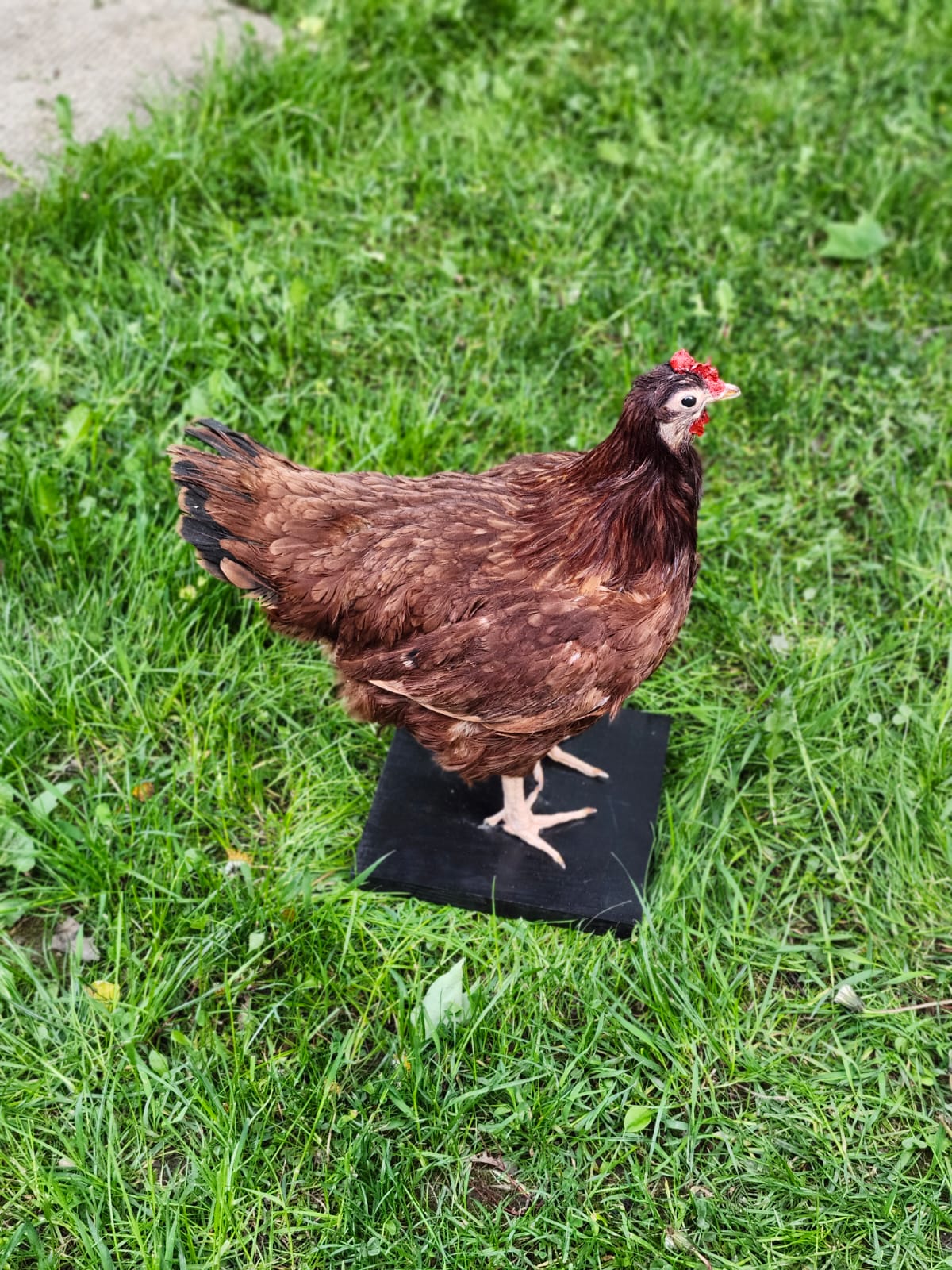 Dark brown rooster taxidermy, chicken taxidermy