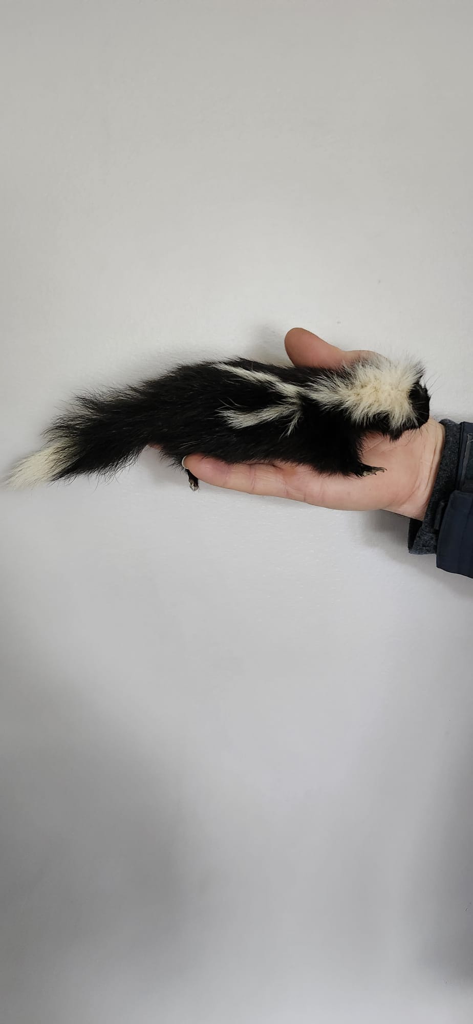 Floppy soft mount baby skunk taxidermy
