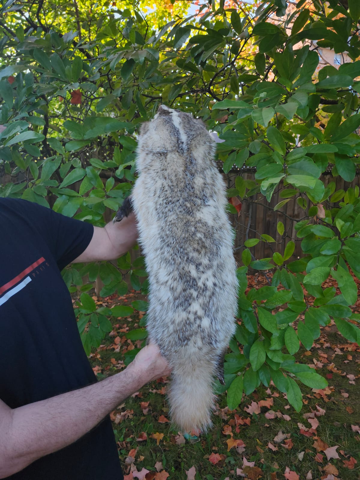 Large soft mount badger taxidermy