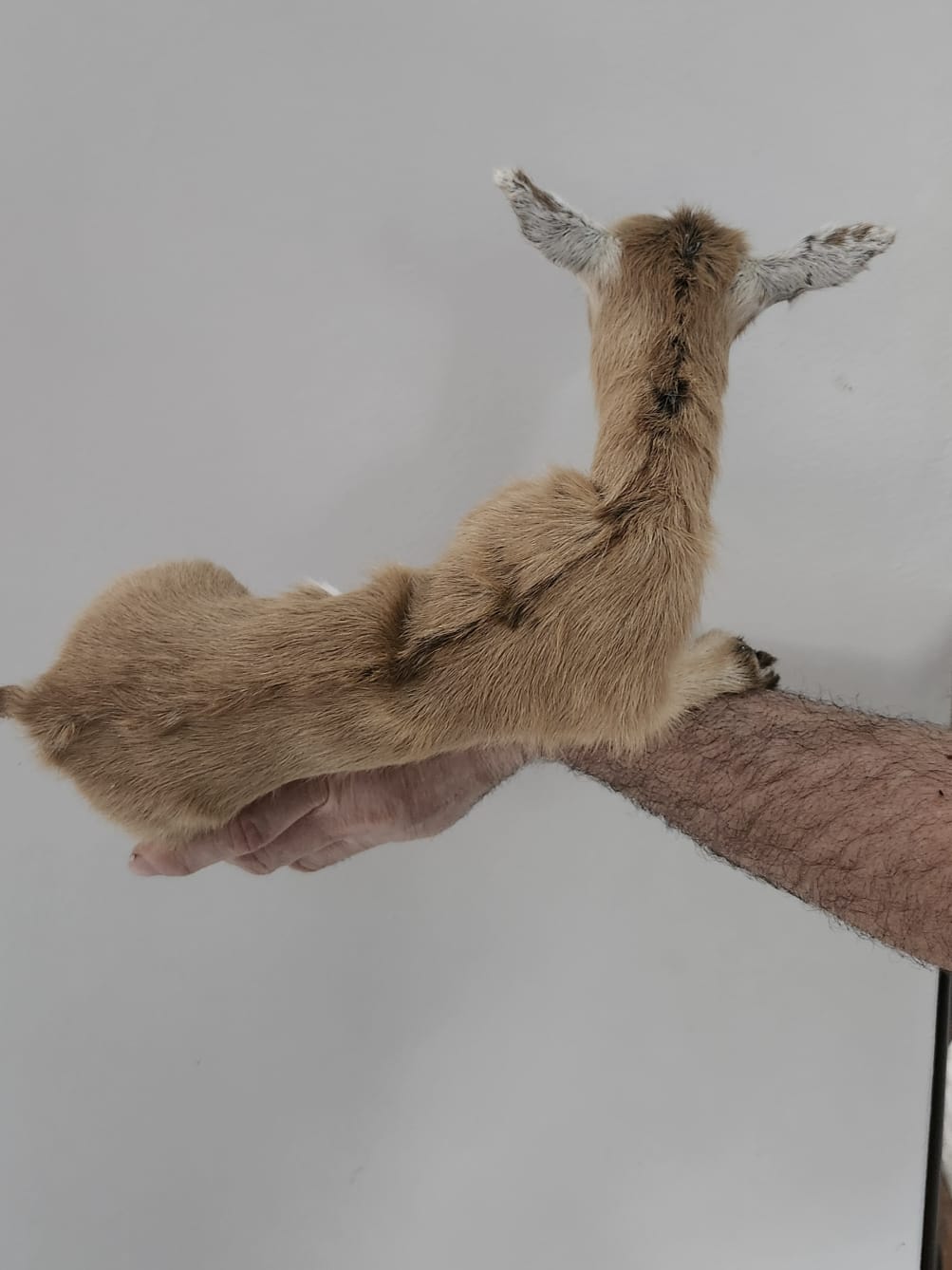 Pose-able soft mount baby goat taxidermy