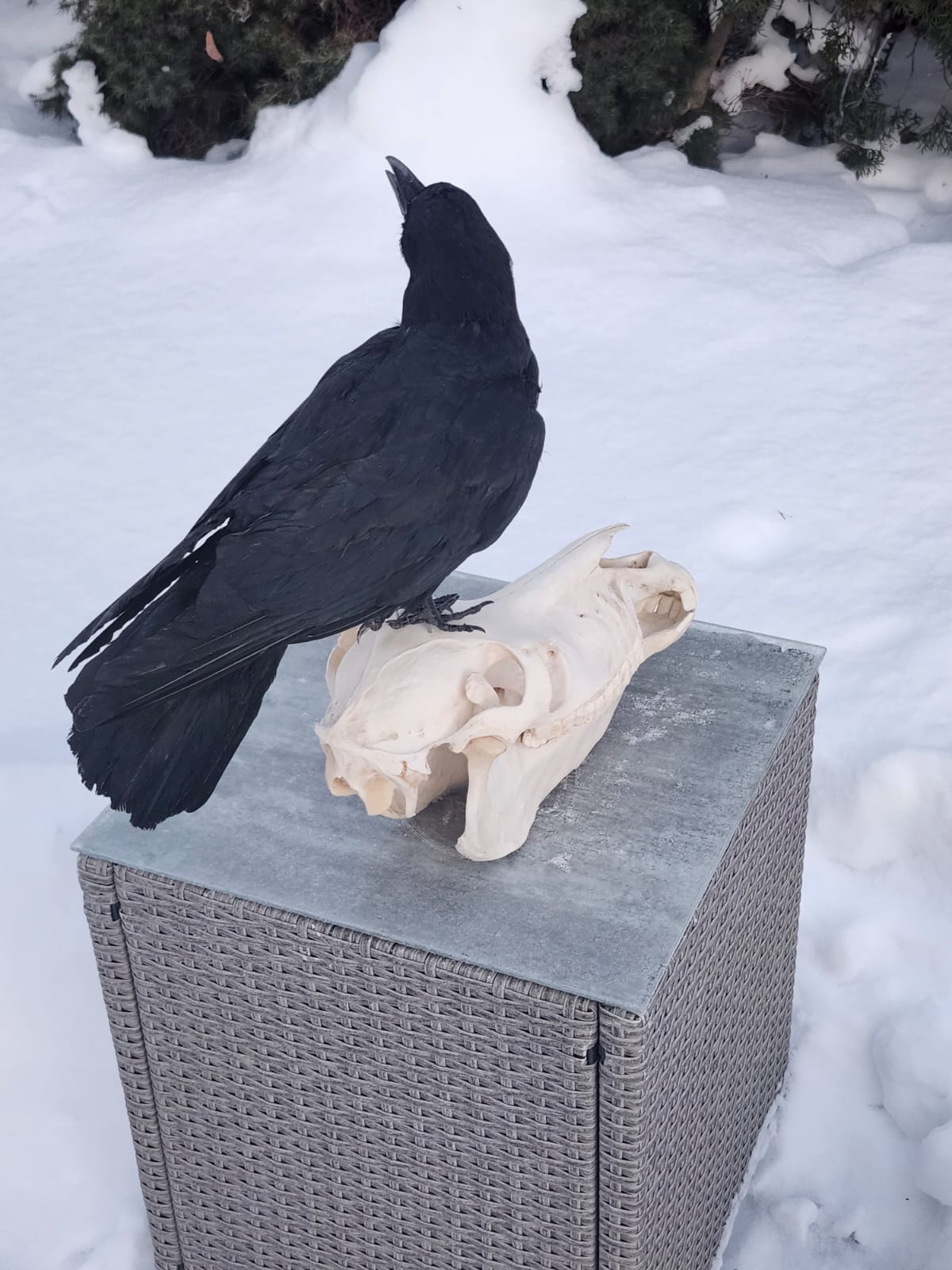 Carrion Crow taxidermy standing on a donkey skull