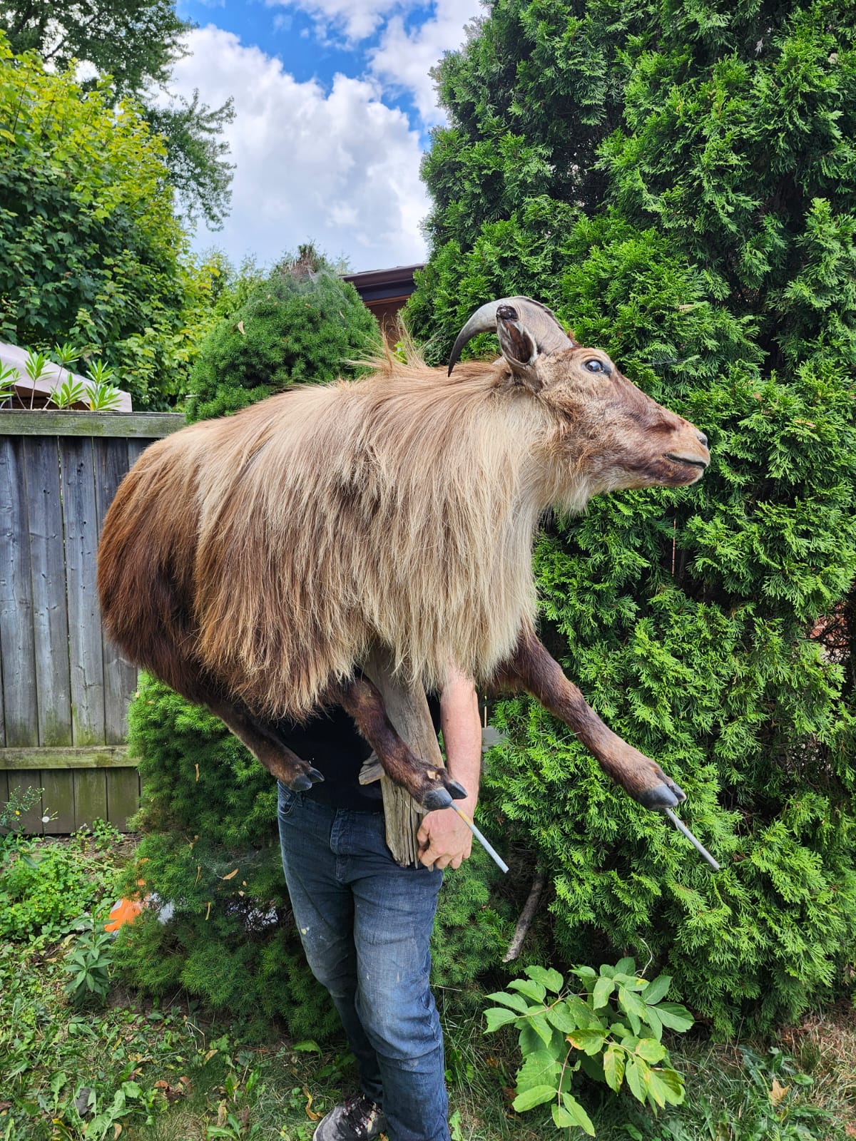 Wall mounted full body goat