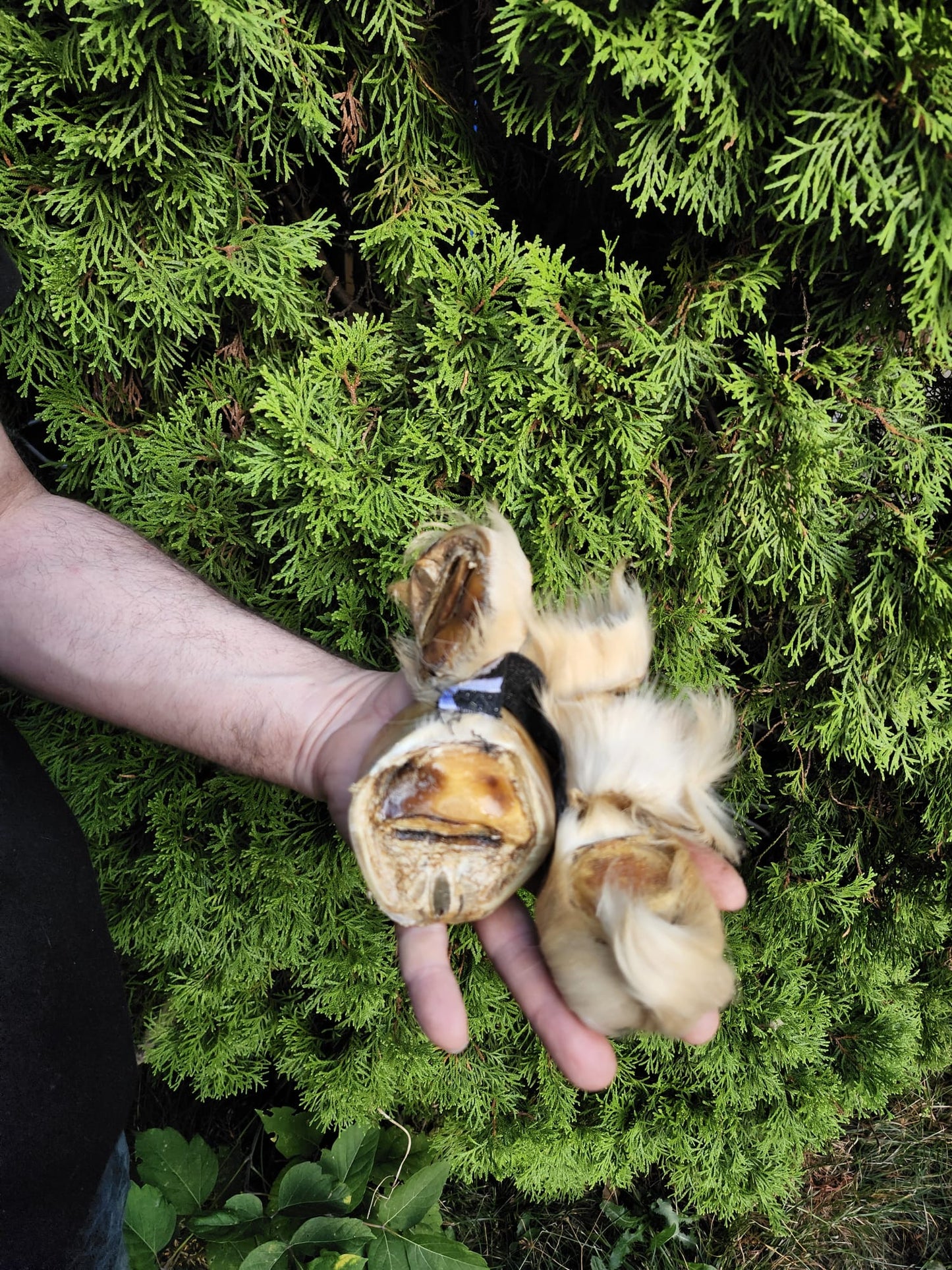 Educational horse hoof taxidermy