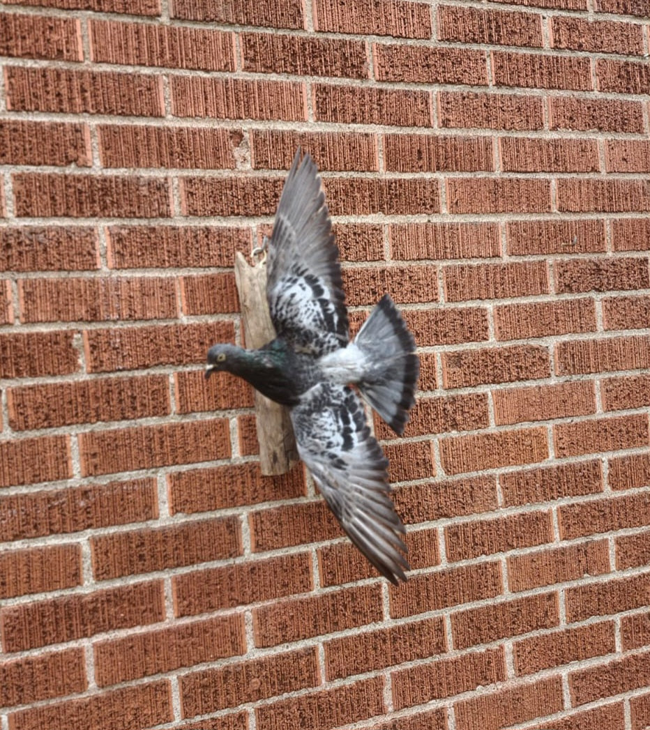 Flying wall mounted gray pigeon taxidermy