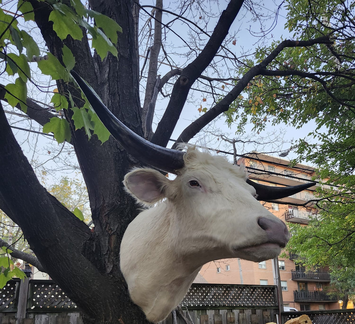 White shoulder mount cow taxidermy with long horns