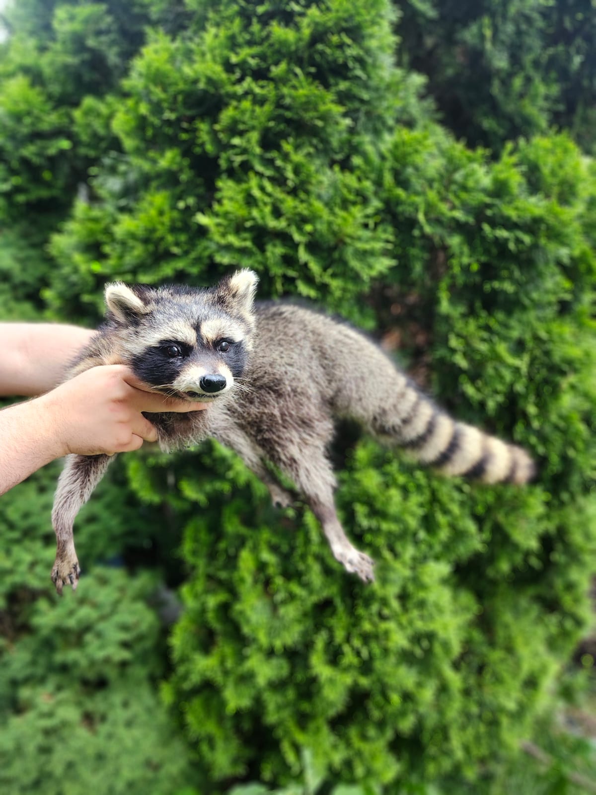 Soft mount large raccoon taxidermy