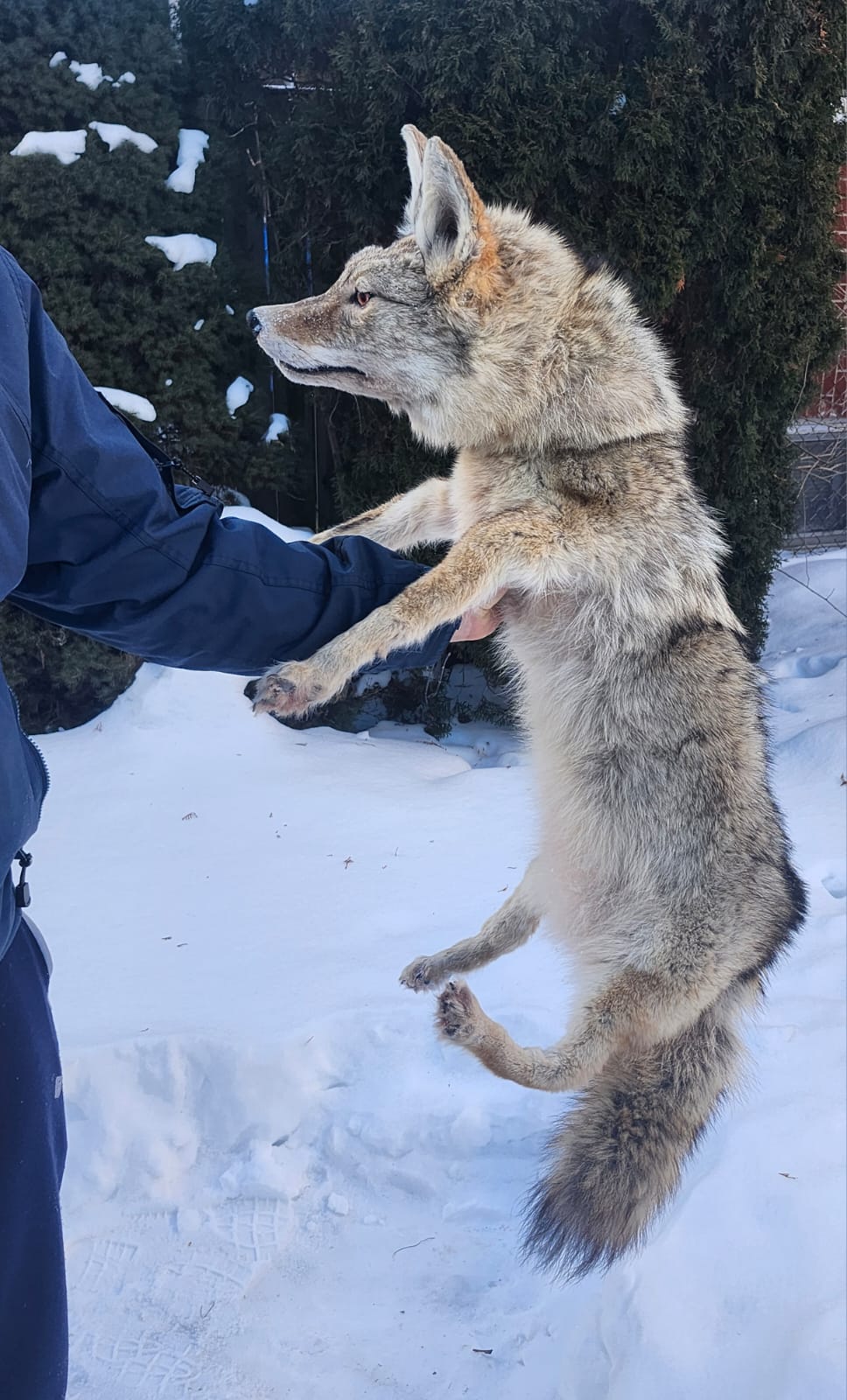 Pose-able soft mount coyote taxidermy