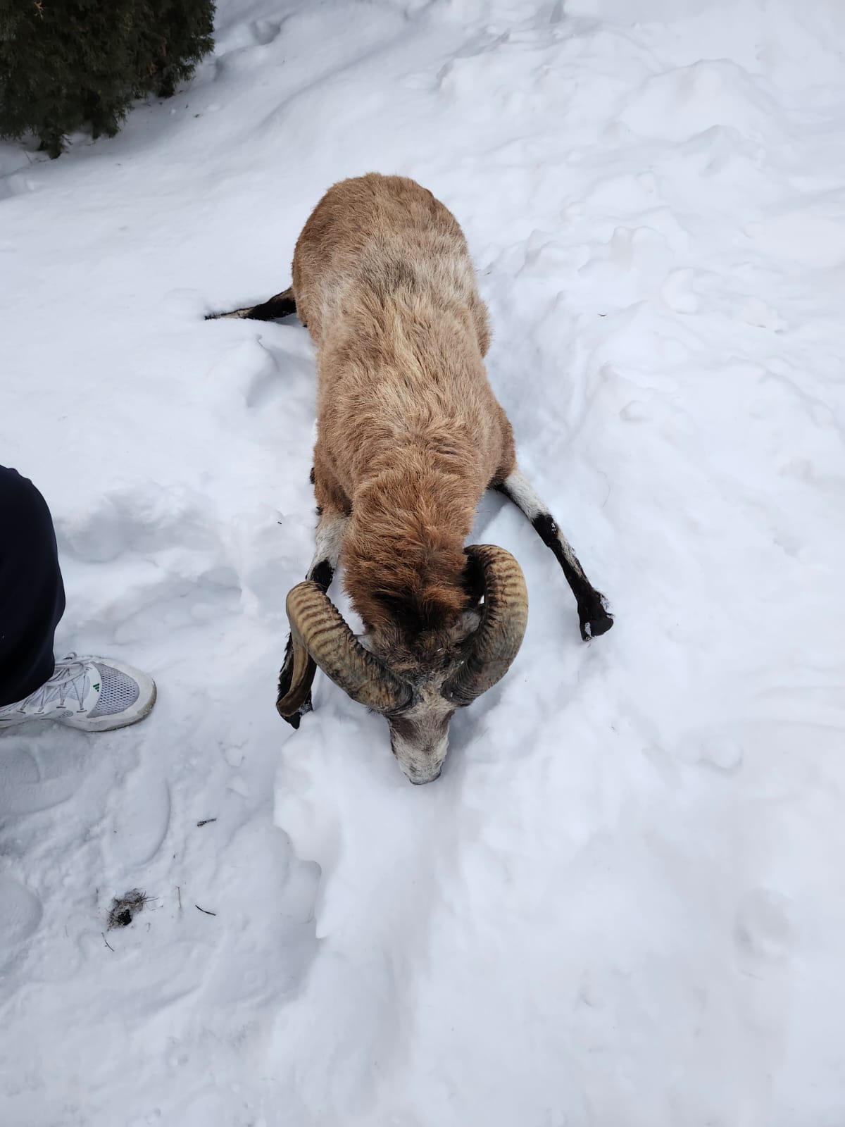 Soft mount blackbelly sheep with large horns