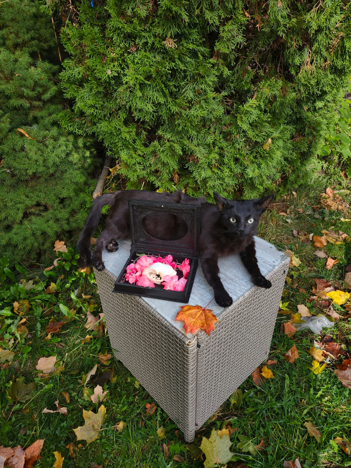 Pet cat taxidermy services