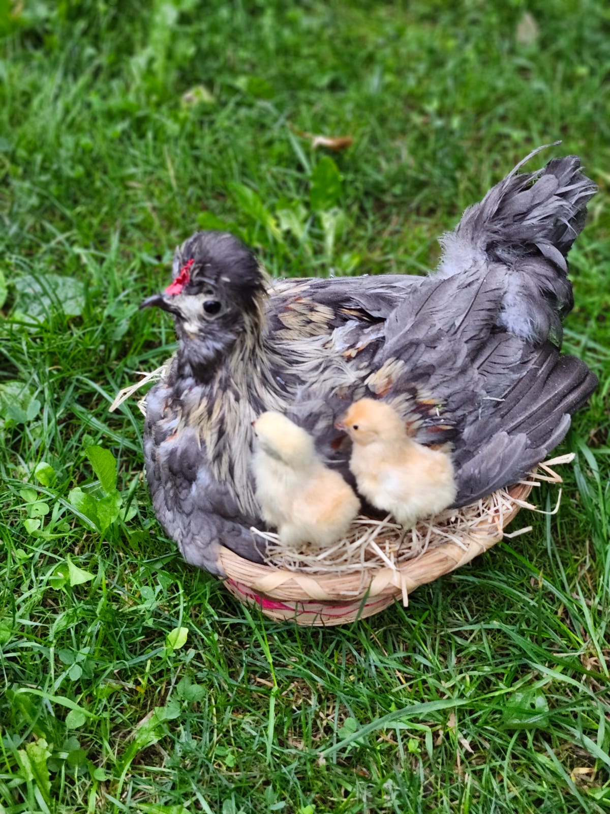Chicken, rooster, hen taxidermy siting on a nest with two chicks