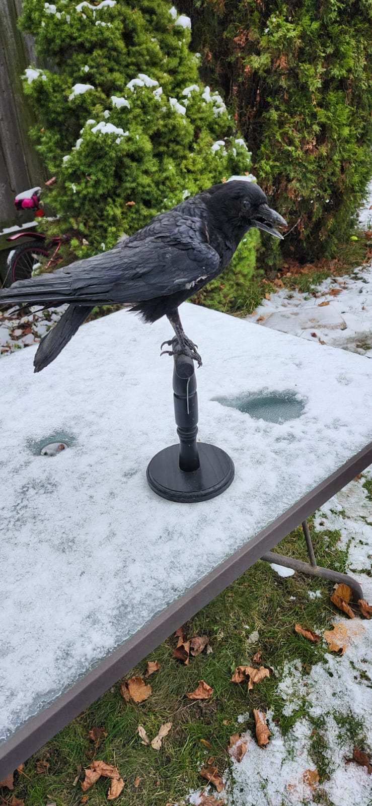 Standing carrion crow taxidermy