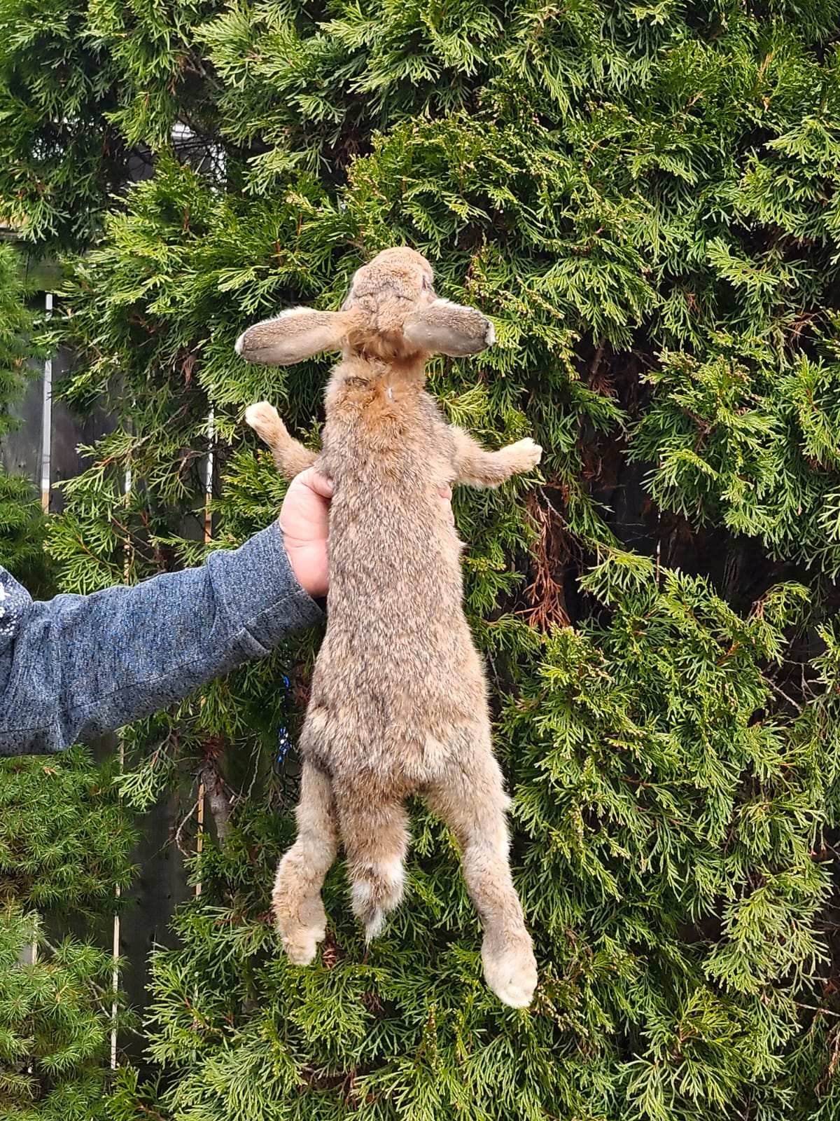 Brown soft mount rabbit taxidermy, floppy soft mount bunny