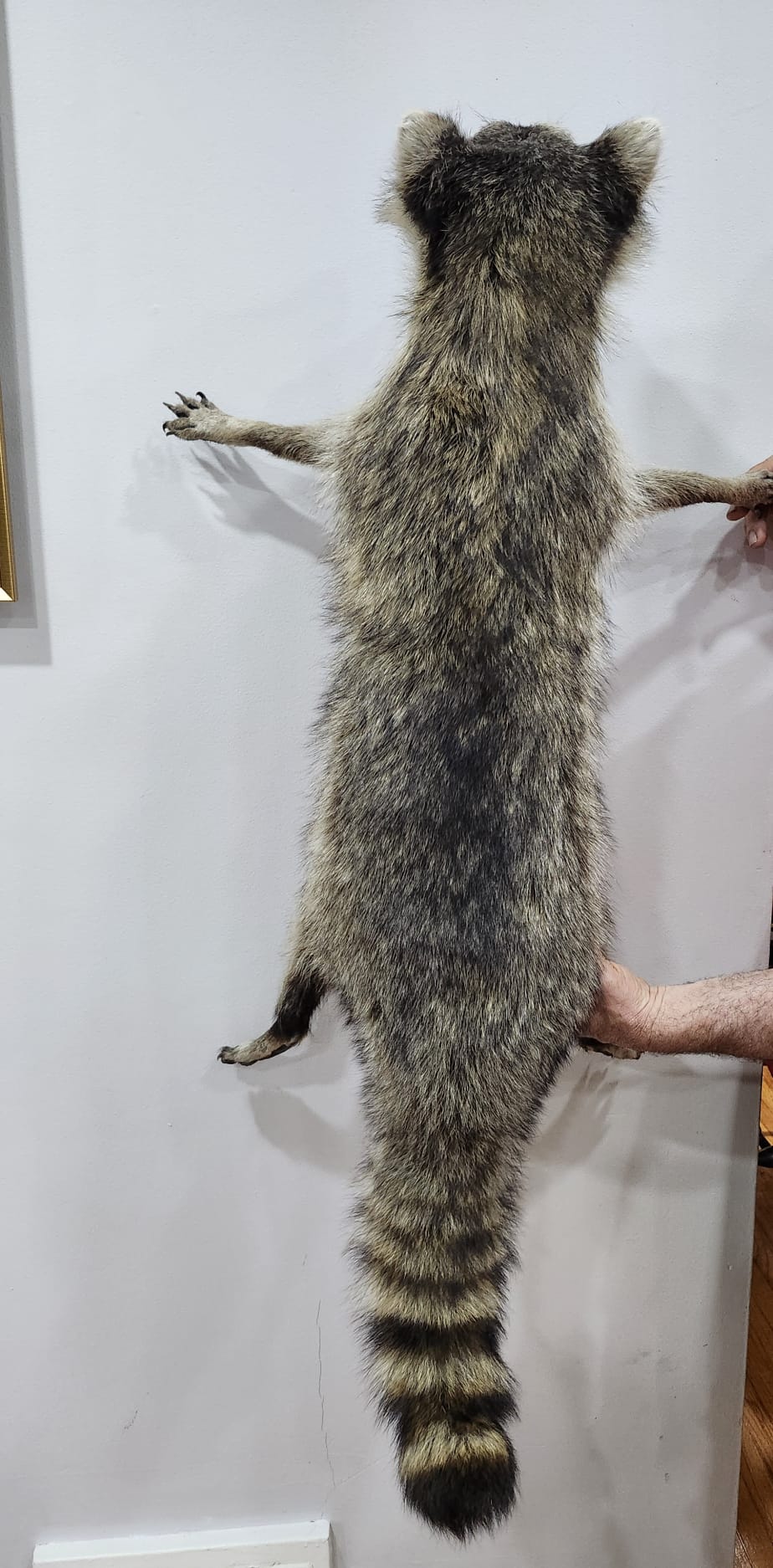 XXL floppy soft mount raccoon taxidermy
