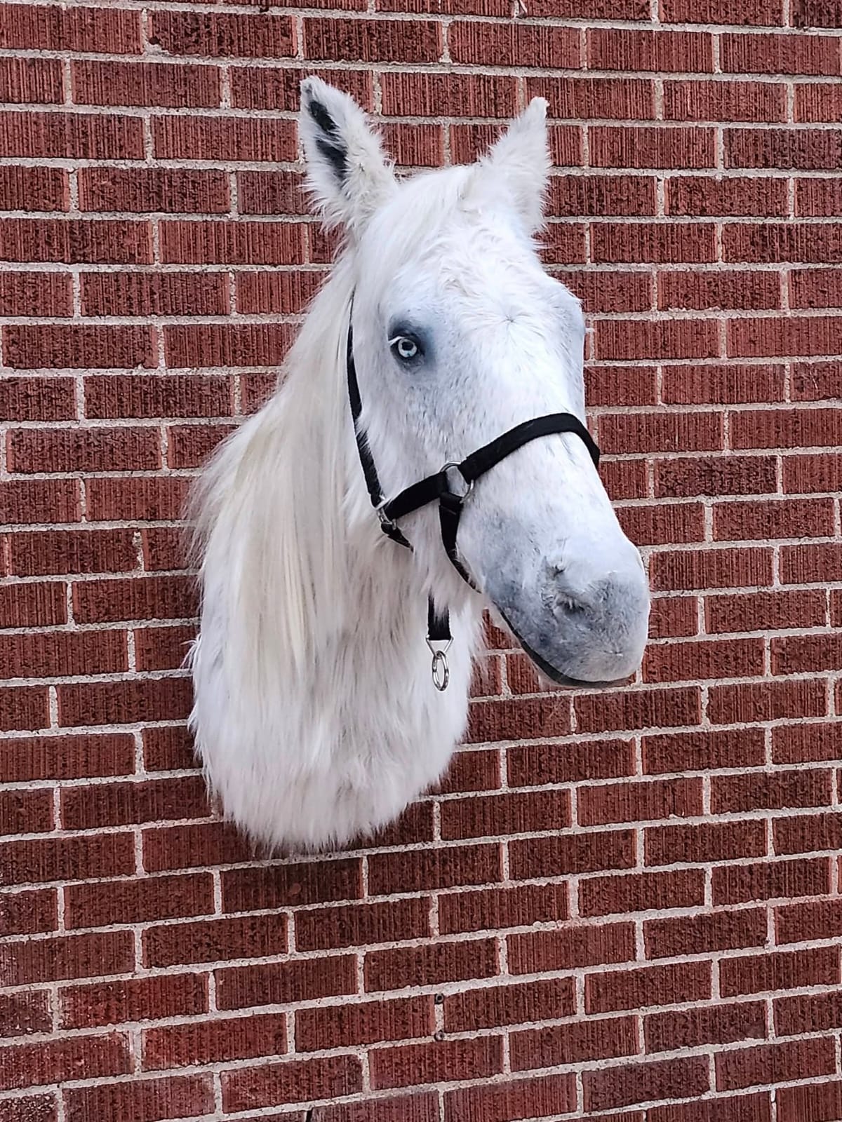 White shoulder mount horse taxidermy