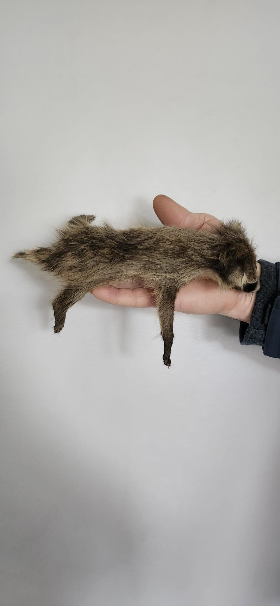 Soft mount baby raccoon taxidermy
