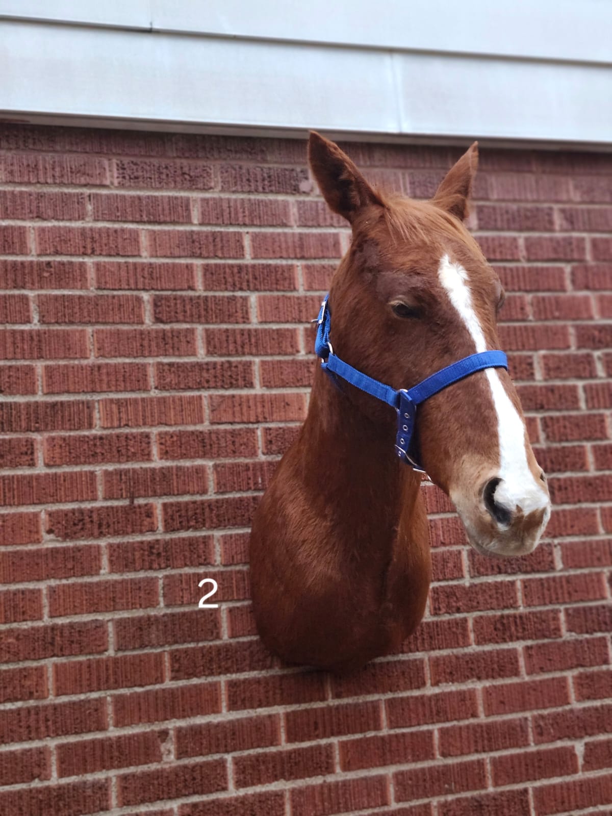 Shoulder mount horse taxidermy