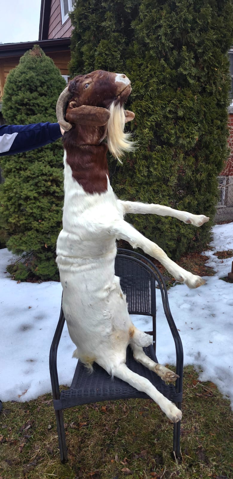 Soft mount very large goat taxidermy