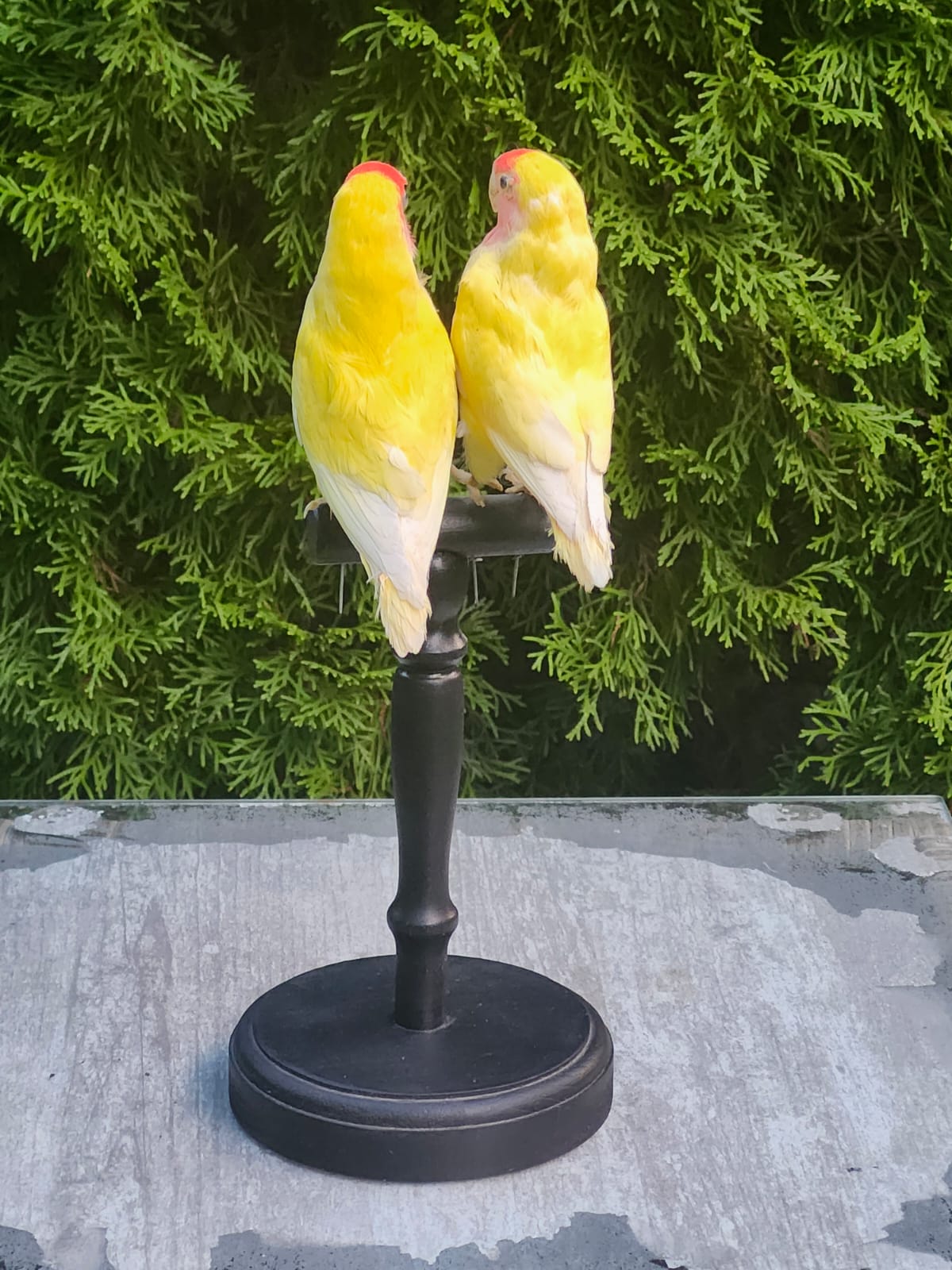 A pair of rosy faced lovebirds taxidermy
