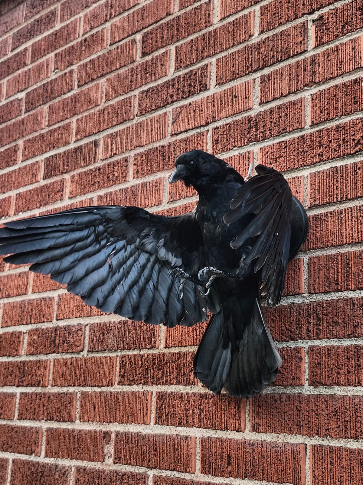 Flying wall mounted carrion crow taxidermy wall mounted