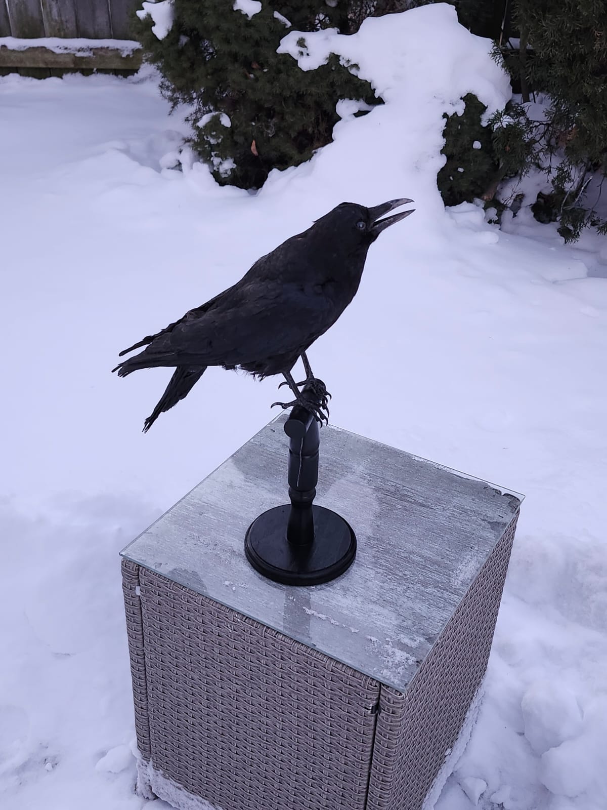 Carrion crow taxidermy