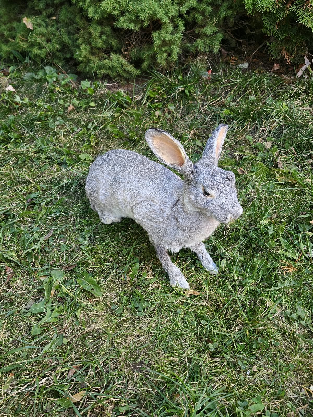 Fully Posable soft mount gray rabbit taxidermy