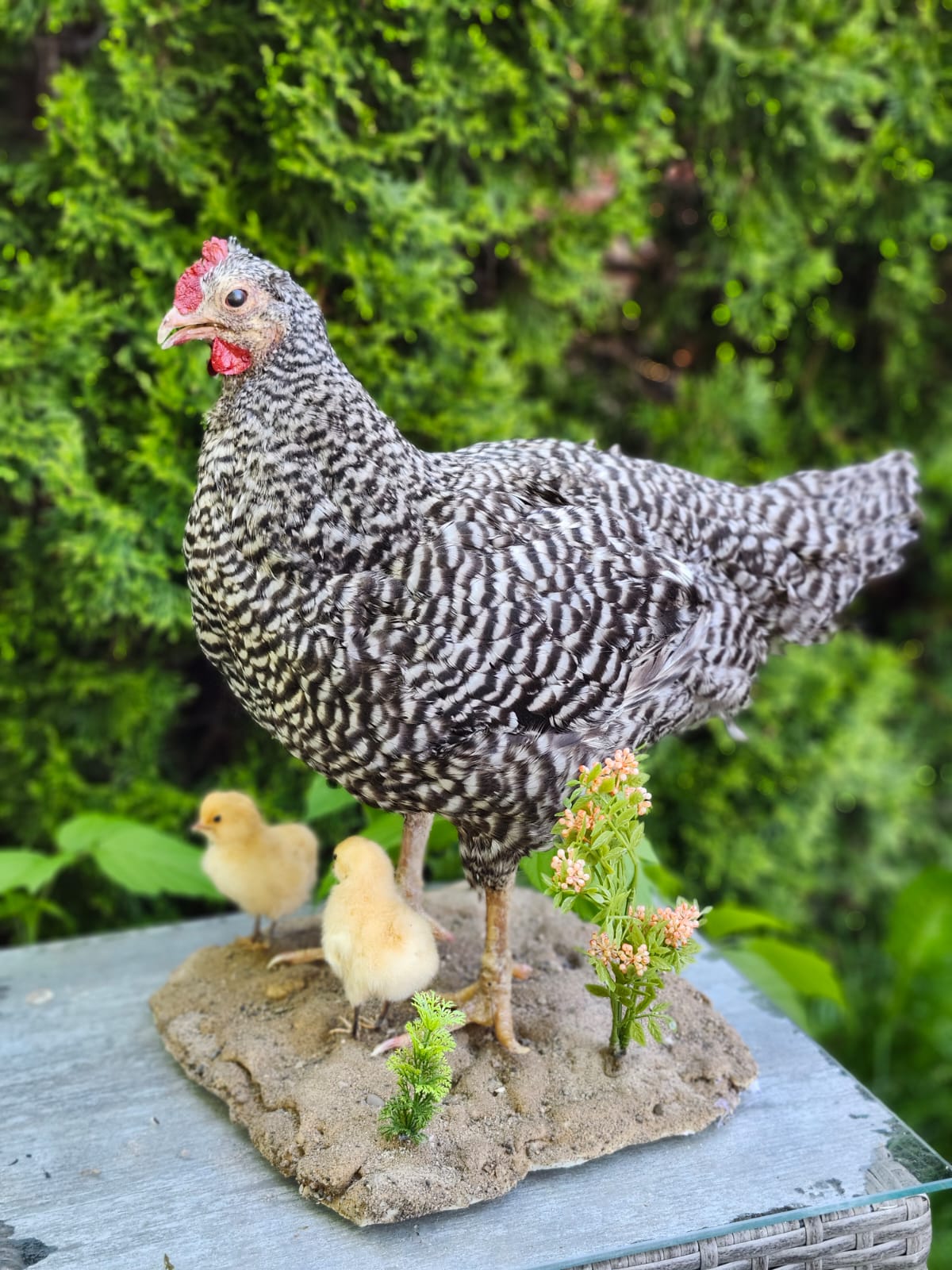 Standing chicken taxidermy with two chicks, rooster, hen