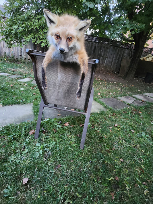 Floppy soft mount red fox taxidermy