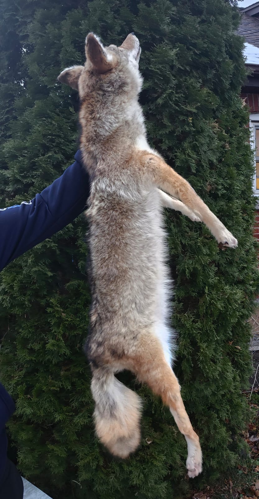 Soft mount coyote taxidermy