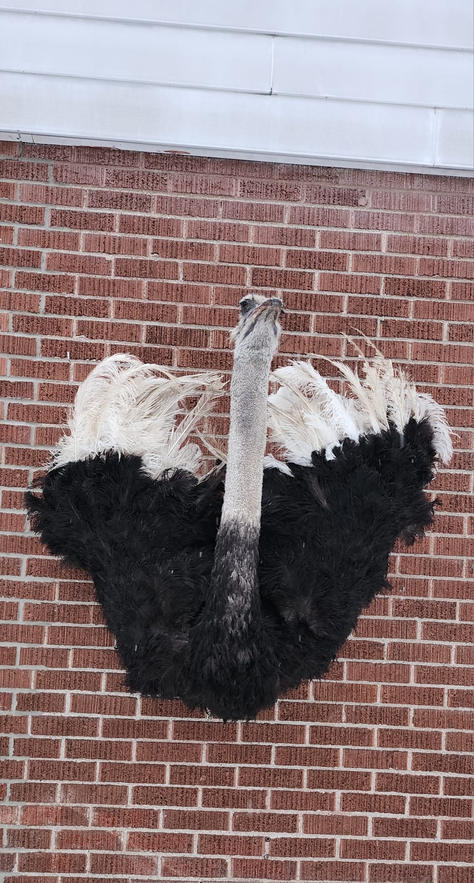Wall mounted ostrich taxidermy