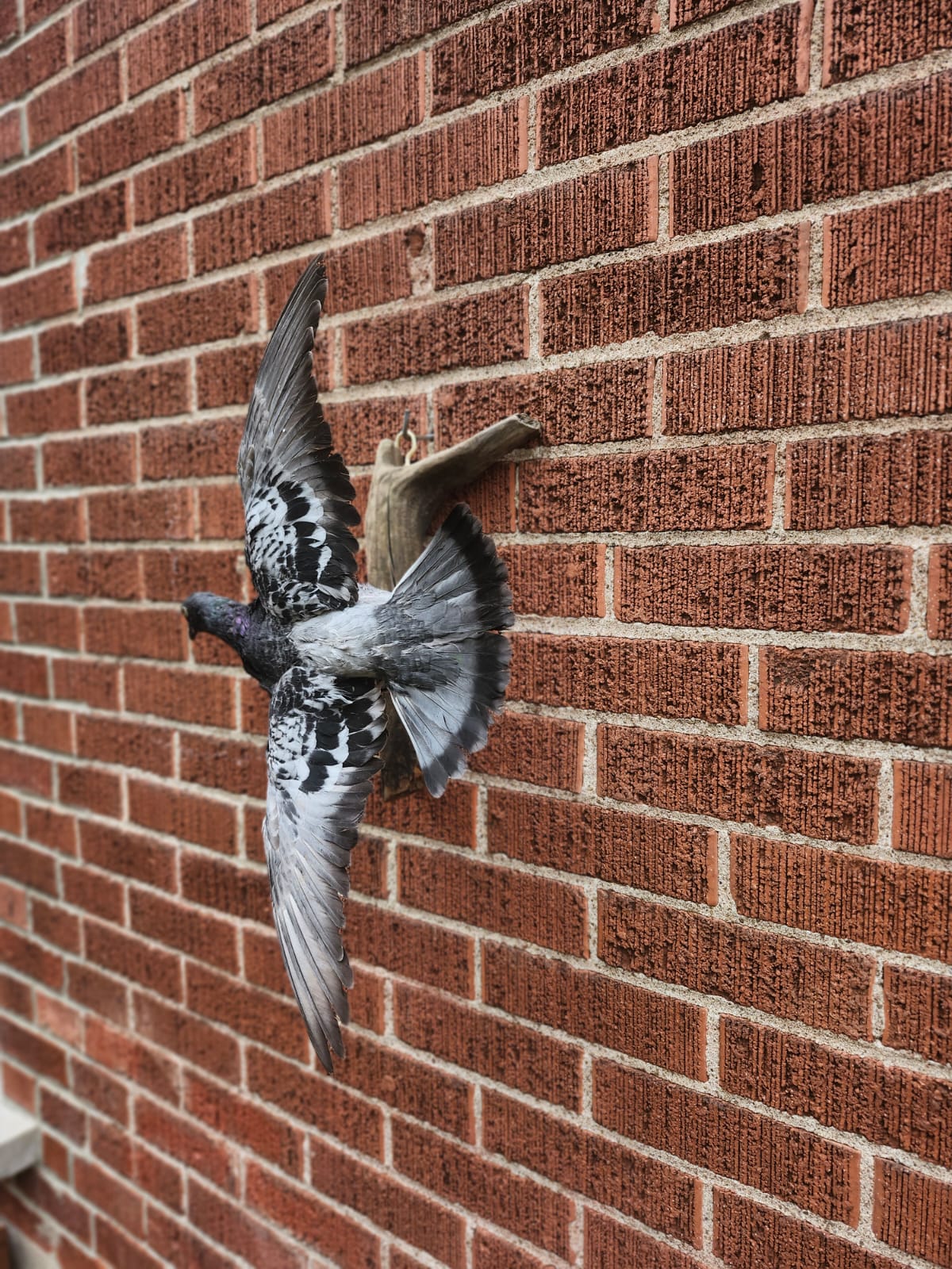 Flying wall mounted gray pigeon taxidermy