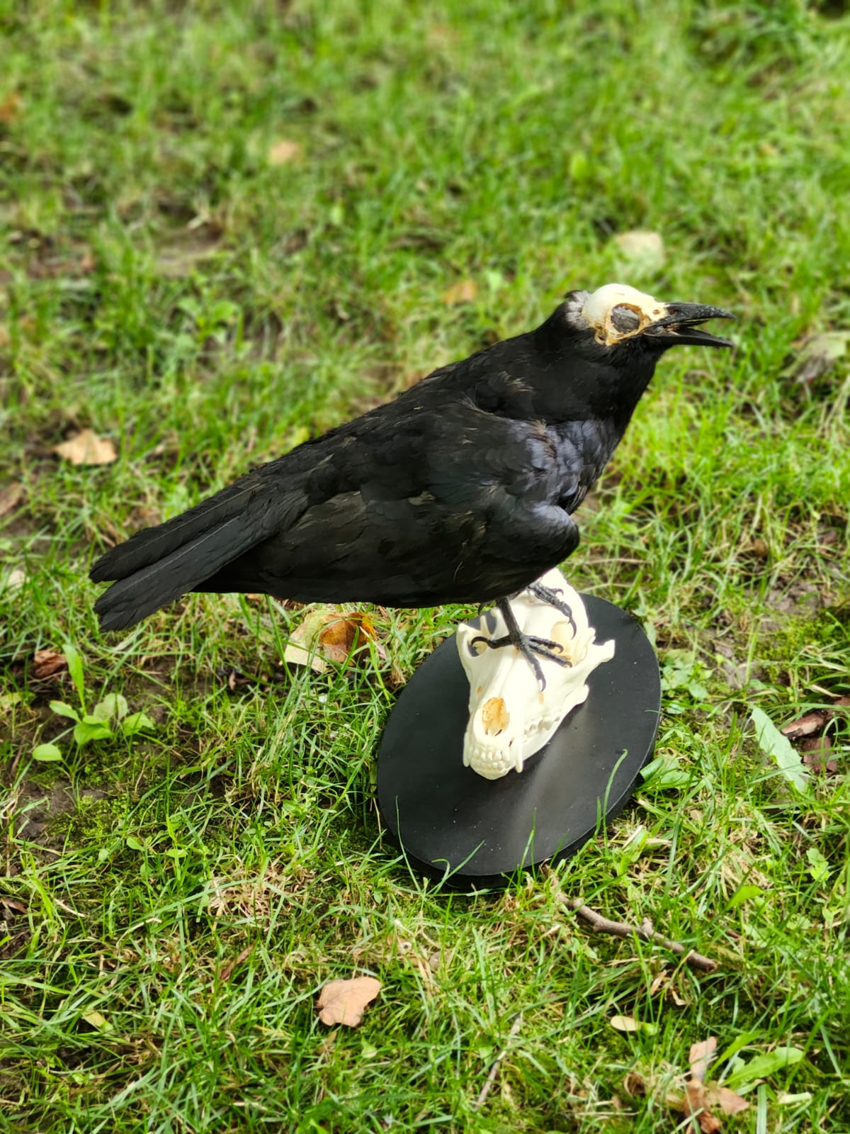 Carrion Crow taxidermy with skull exposed standing on a coyote skull