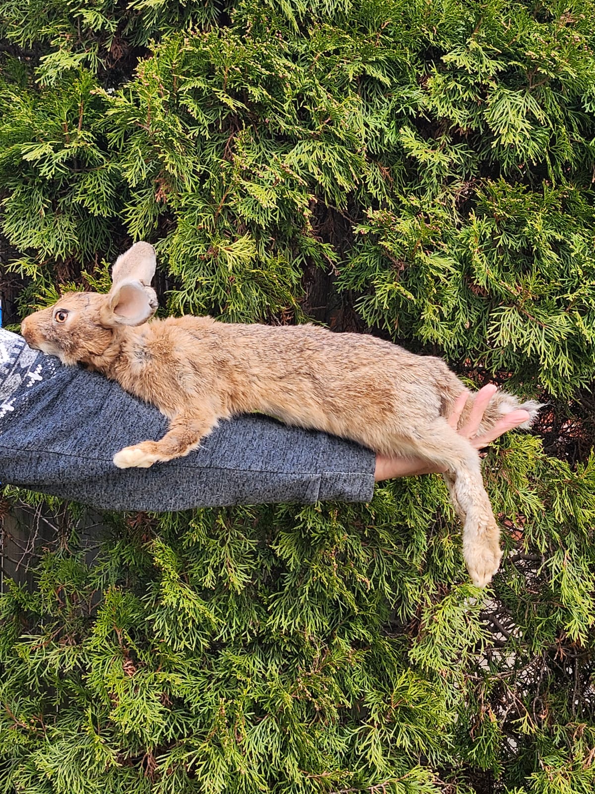 Brown soft mount rabbit taxidermy, floppy soft mount bunny